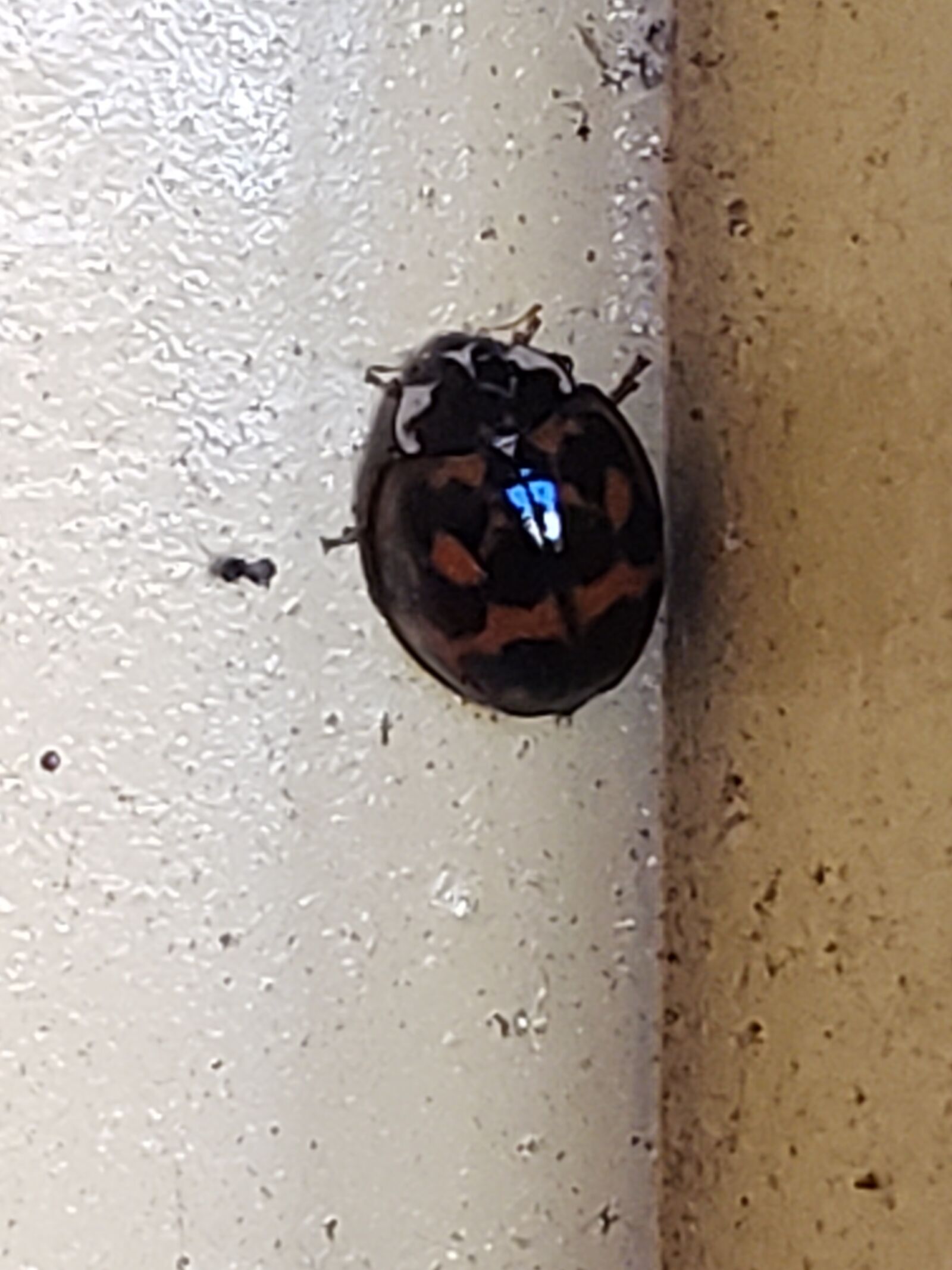 Samsung Galaxy S9 sample photo. Ladybug, bug, black and photography