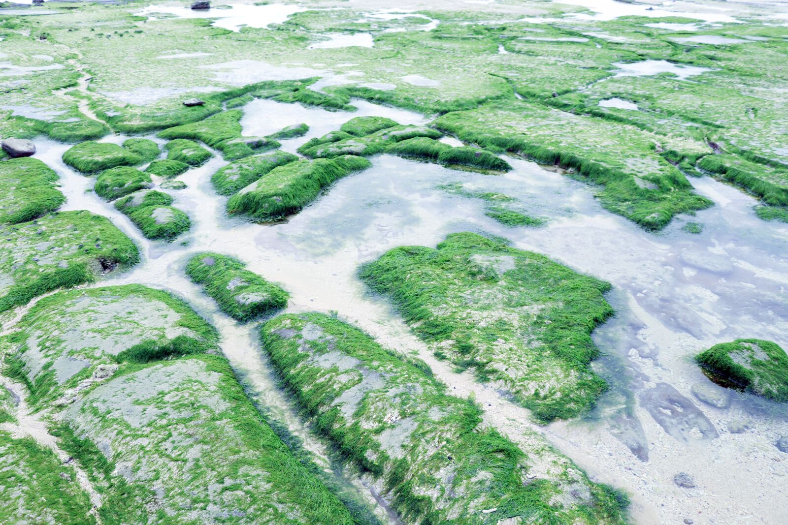 Canon EOS 77D (EOS 9000D / EOS 770D) sample photo. Beach, aquatic plants, shallow photography