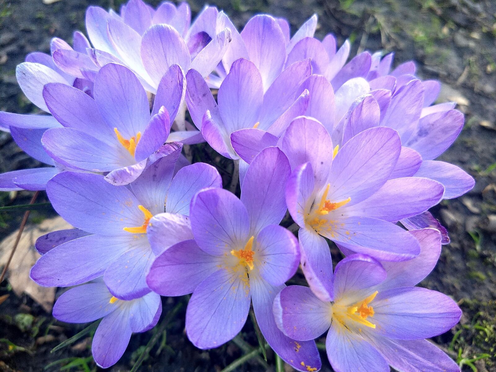 Motorola Moto G (5) Plus sample photo. Bloom, flowers, spring photography