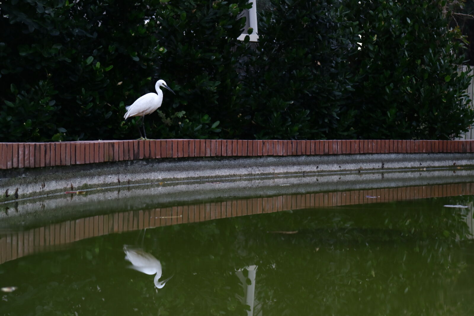 Canon EOS M3 sample photo. Brid, taipei photography