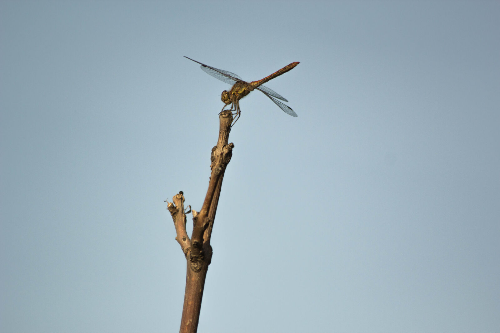 Canon EF 70-300mm F4-5.6 IS USM sample photo