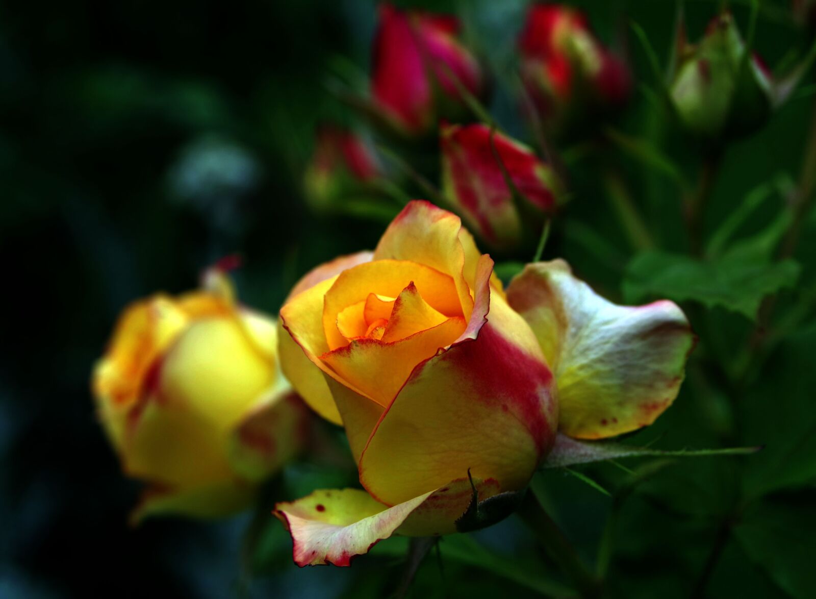 Pentax K-S2 sample photo. Rose tea, rose, orange photography