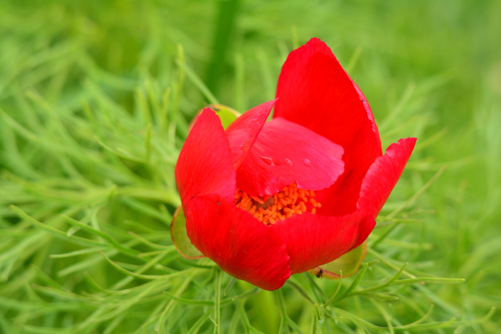 Nikon D7100 sample photo