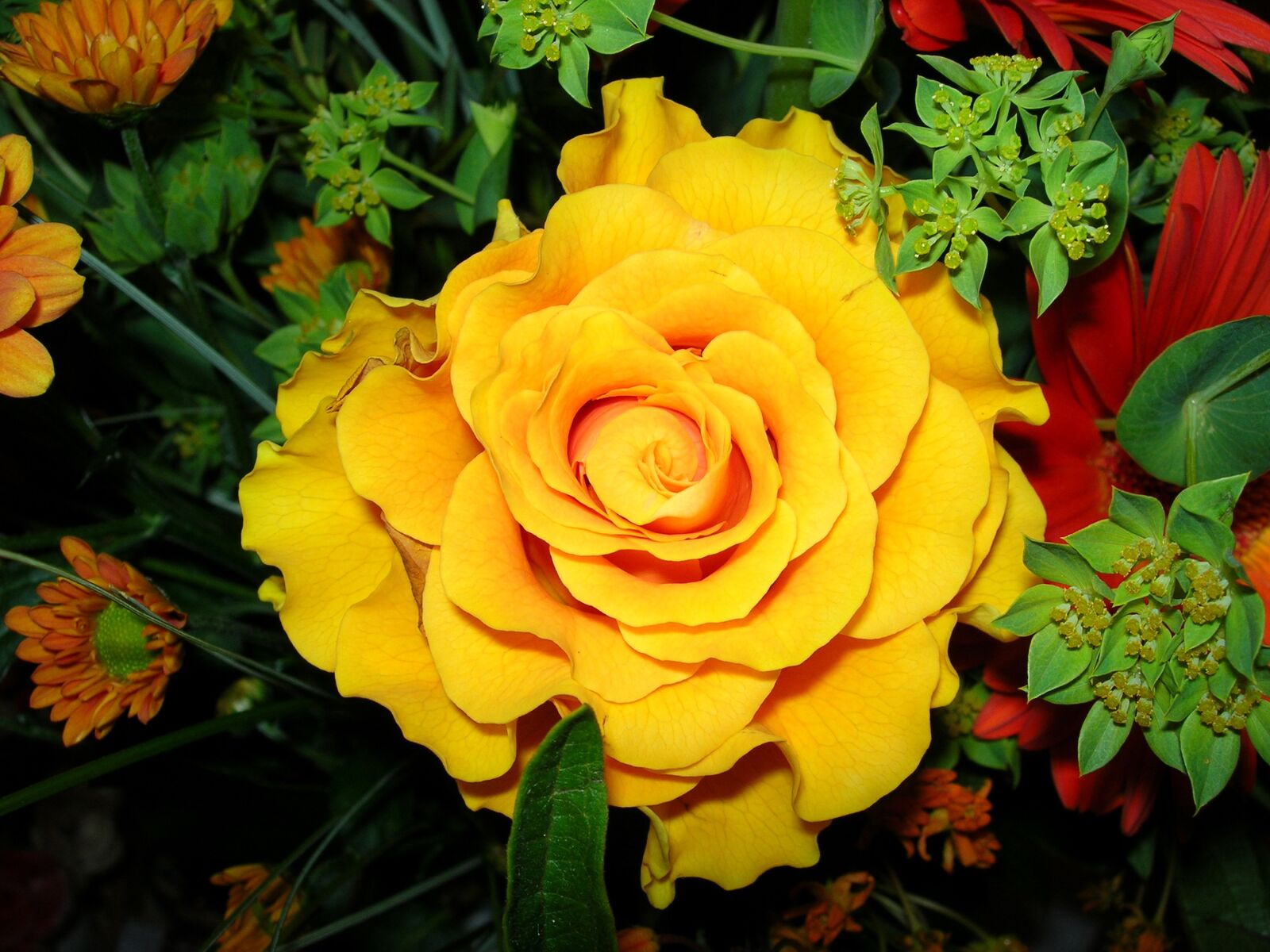 Nikon E5900 sample photo. Rose, yellow, flower photography