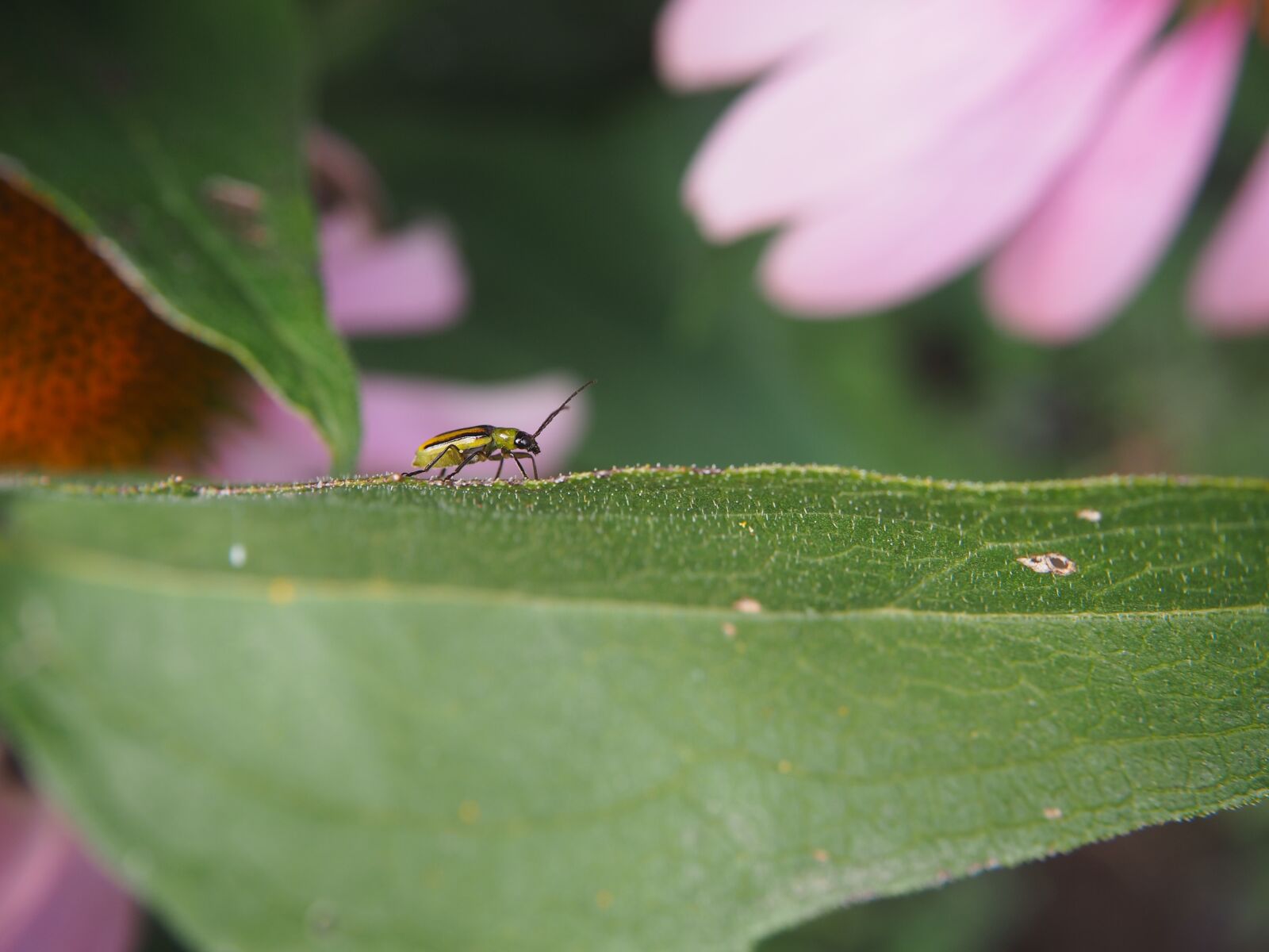 Olympus OM-D E-M10 sample photo. Beetle, leaf, garden photography