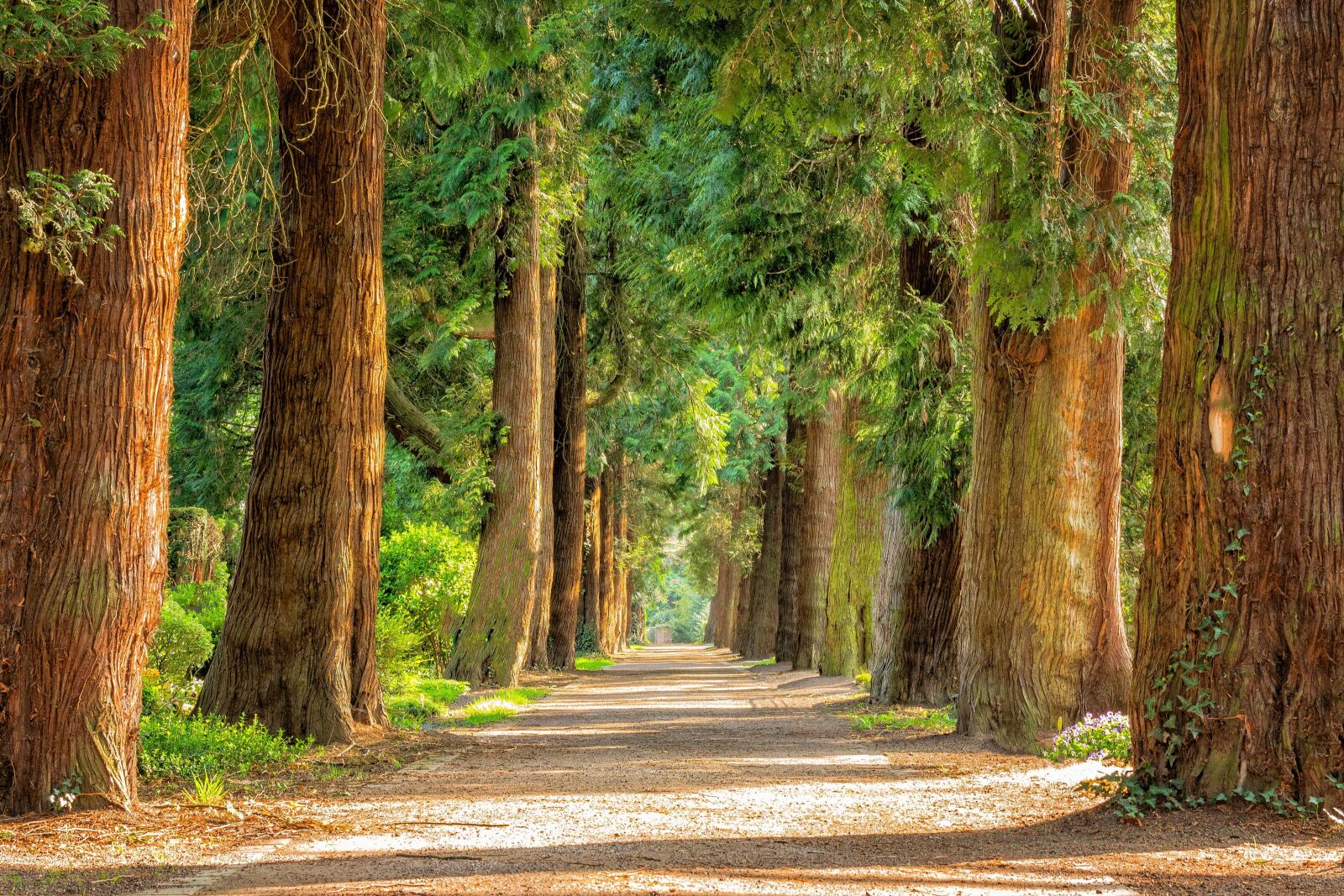 Nikon D3300 sample photo. Wood, tree, landscape, road photography