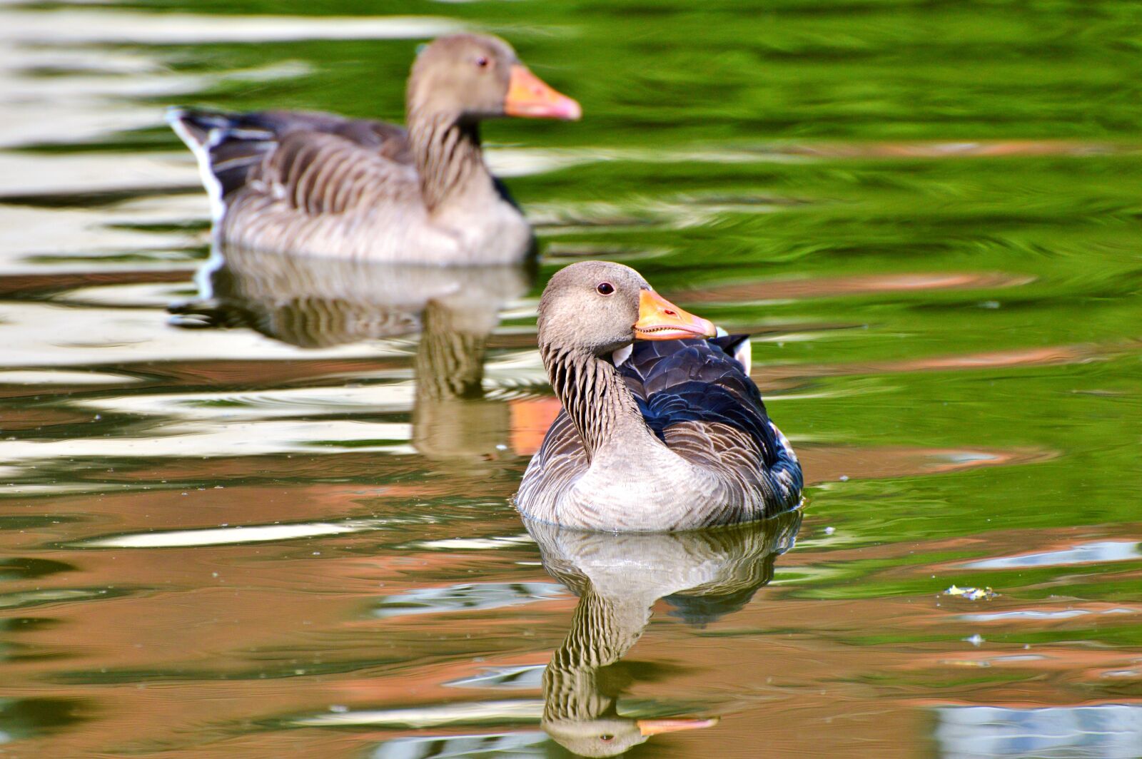Nikon D3200 sample photo. Wild goose, goose, bird photography