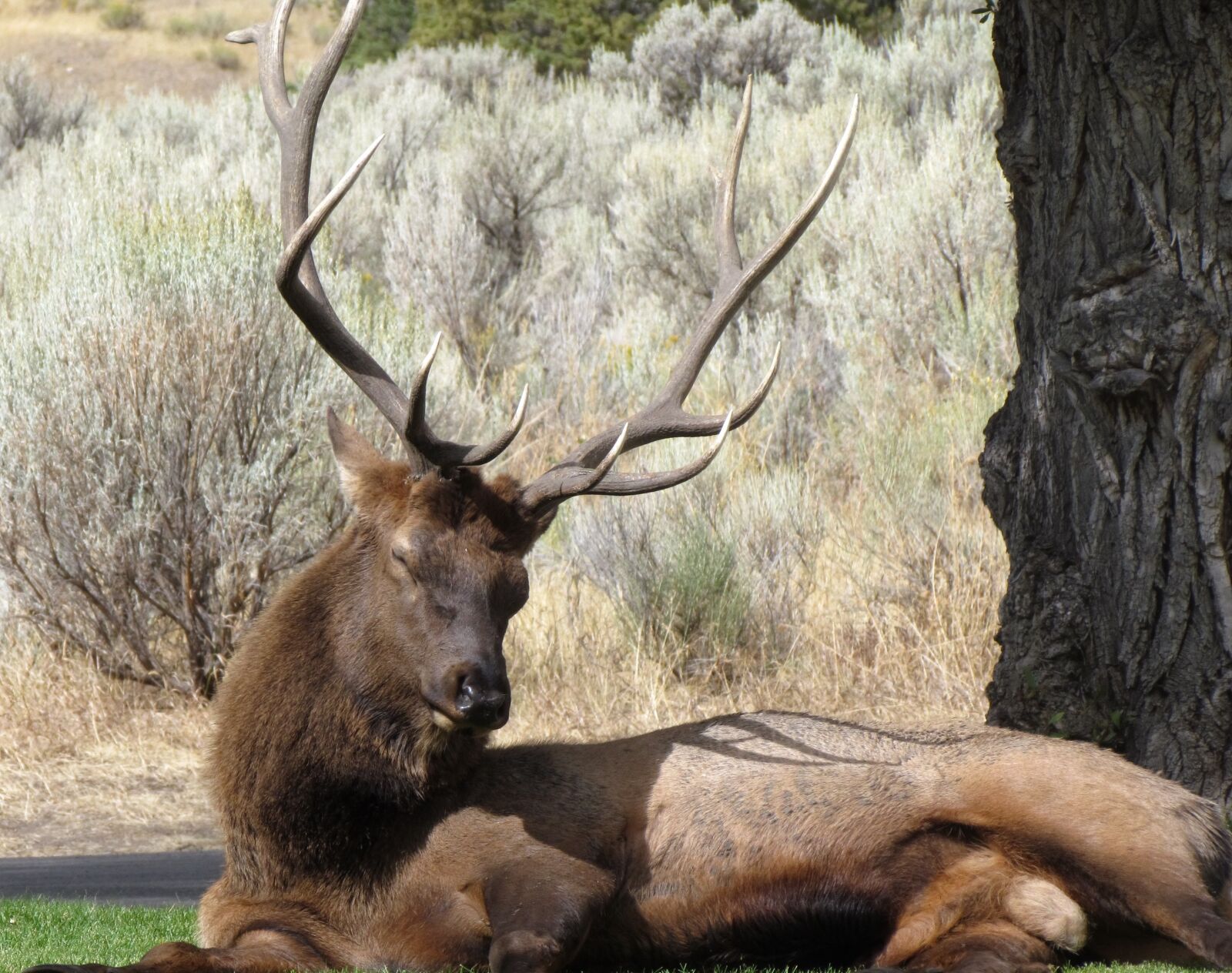 Canon PowerShot SX30 IS sample photo. Elk, sleep, wildlife photography