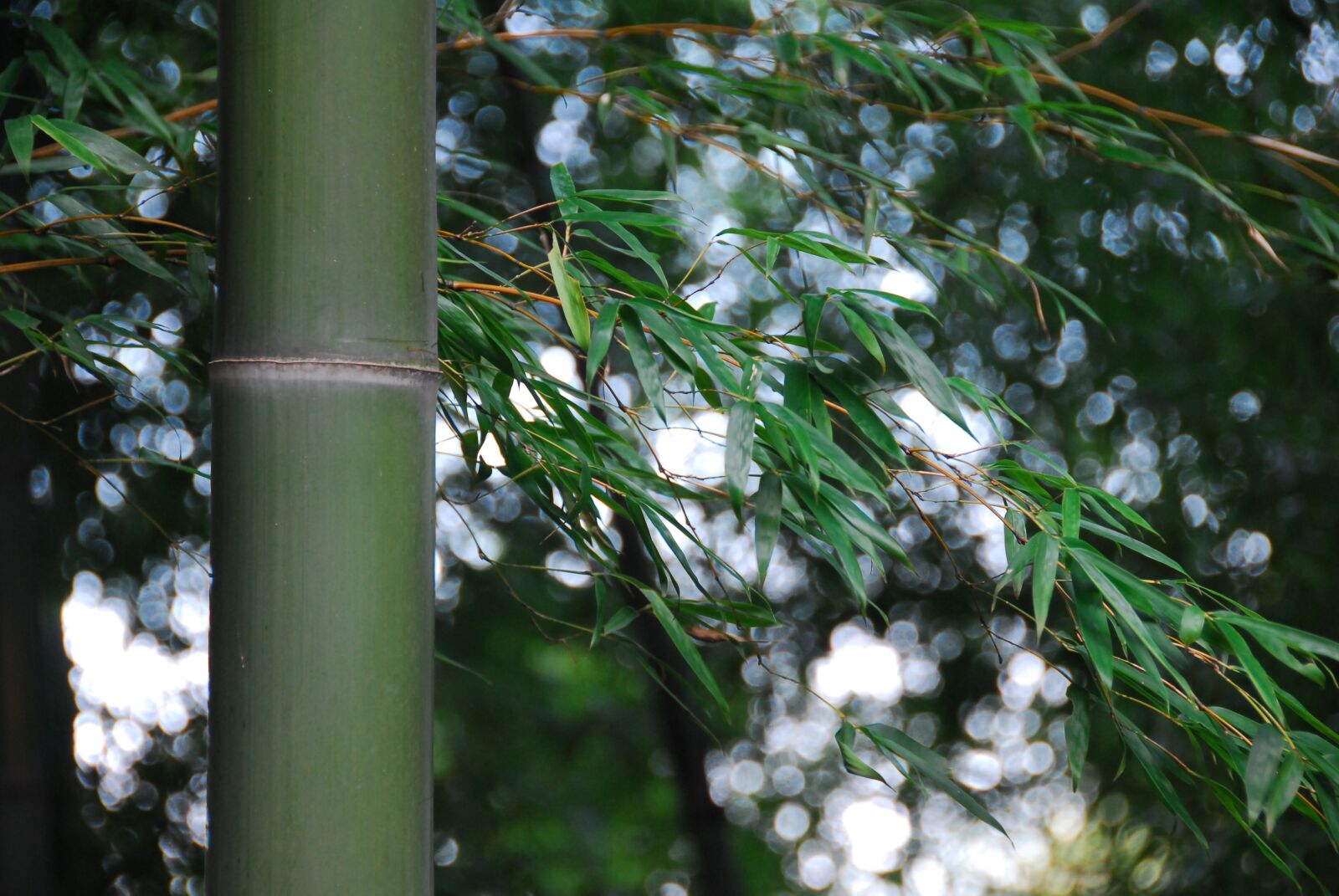 Nikon D200 sample photo. Green, bamboo, nature photography