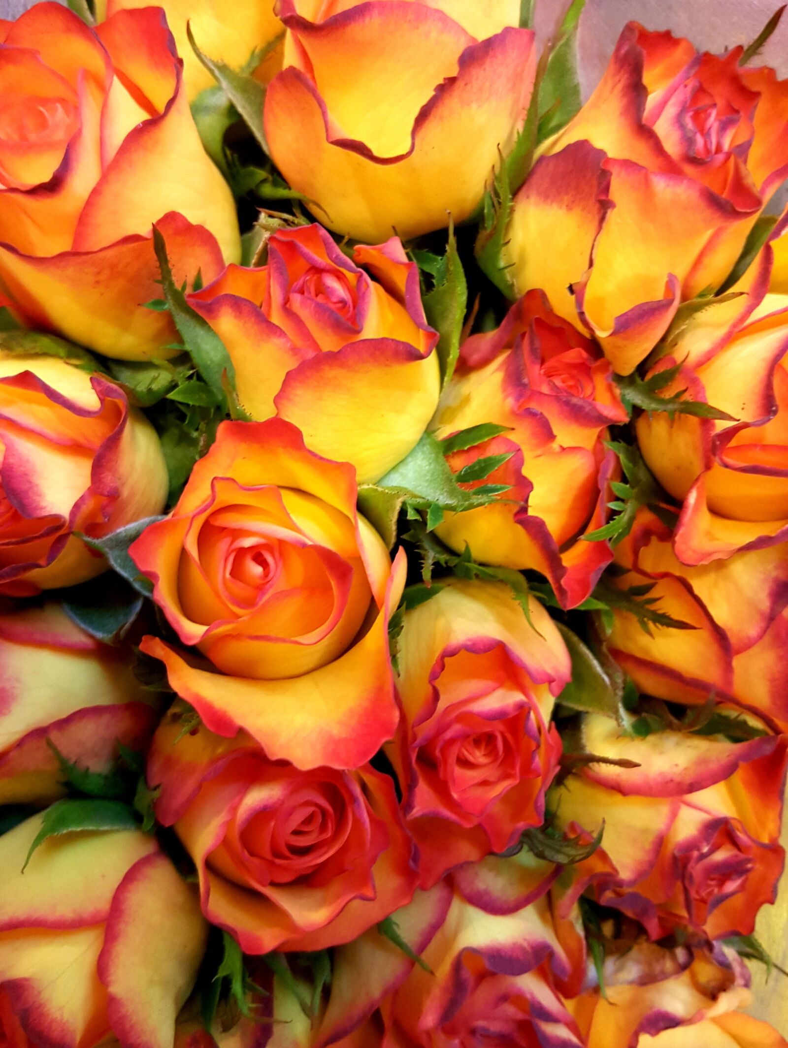 Samsung Galaxy S6 sample photo. Roses, yellow, red photography