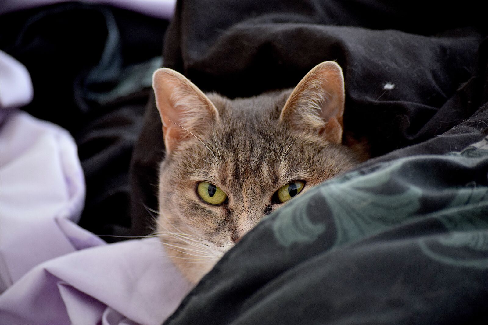 Nikon D3300 sample photo. Cat, bed, sheets photography