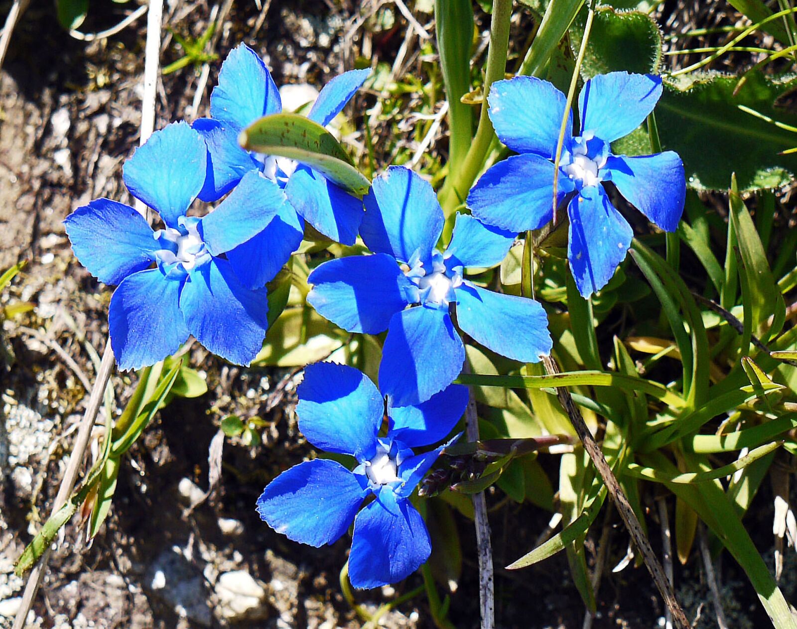 Panasonic Lumix DMC-G1 sample photo. Spring gentian, alpine flower photography