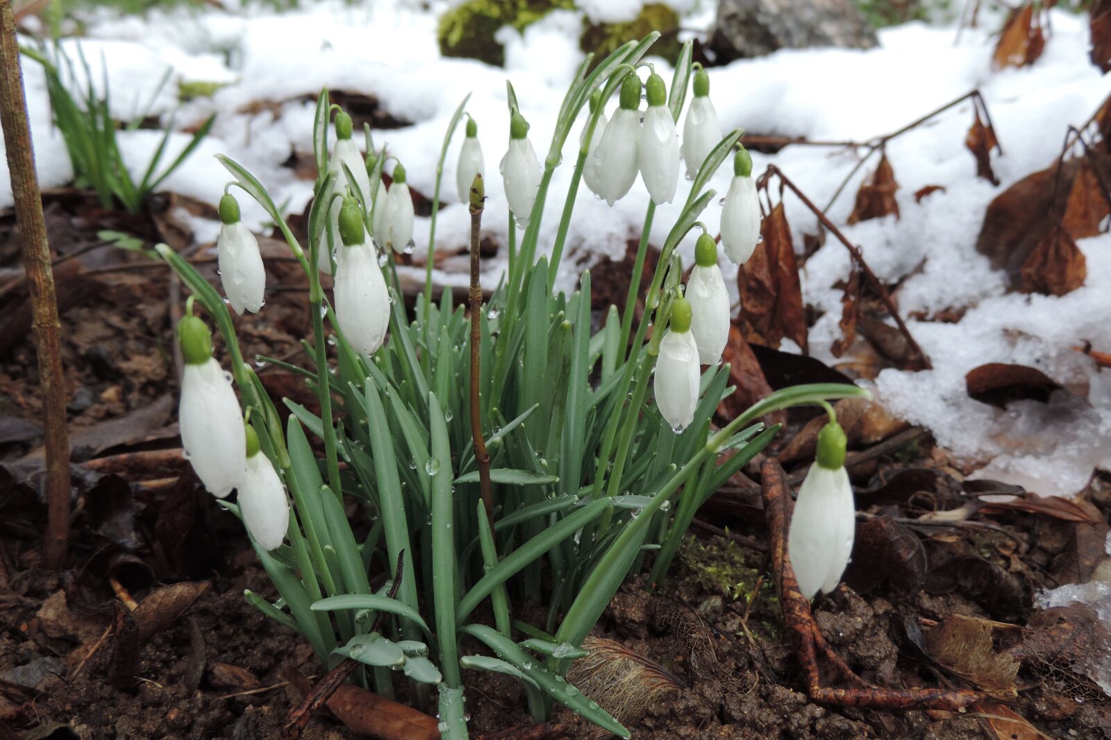 Nikon Coolpix P520 sample photo. Snowdrop, winter, thaw photography