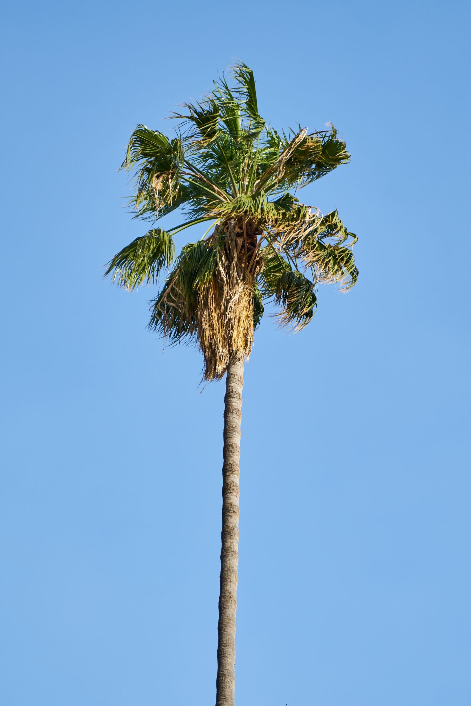 Sony a7R II sample photo. Palm, tree, tropical photography
