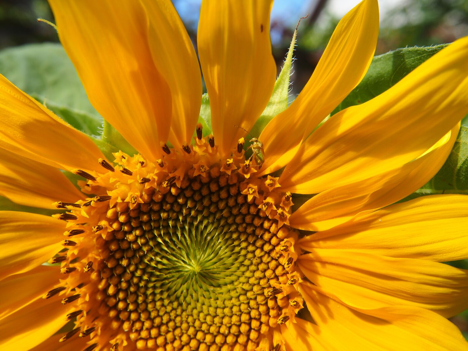Olympus OM-D E-M10 sample photo. Sunflower, garden, yellow flower photography