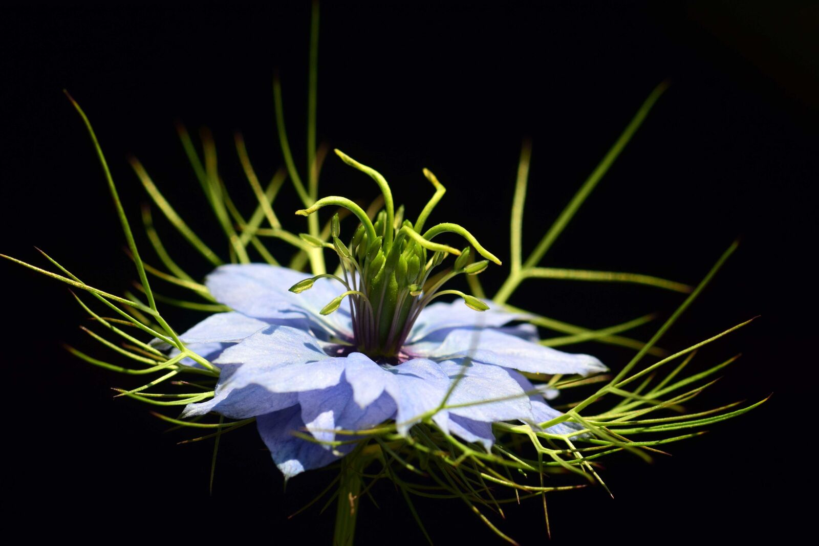 Nikon D3300 sample photo. Wildflower, macro, daylight, flora photography