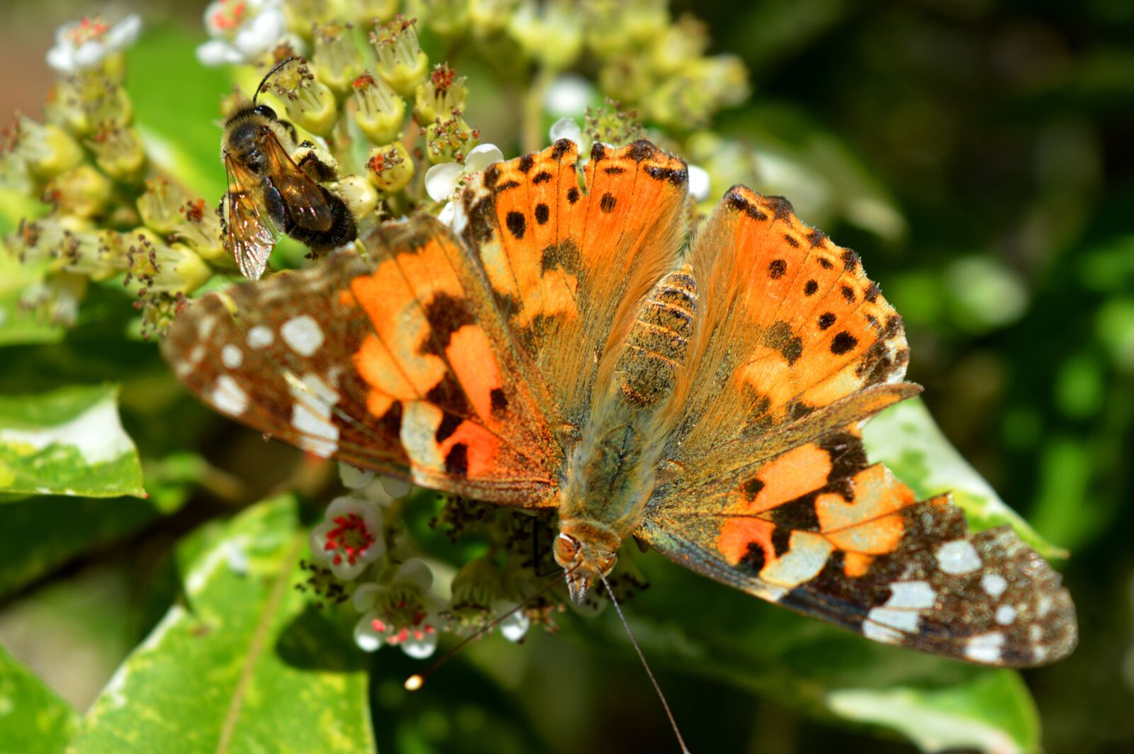 Nikon D3200 sample photo. Butterfly, bee, flowers photography