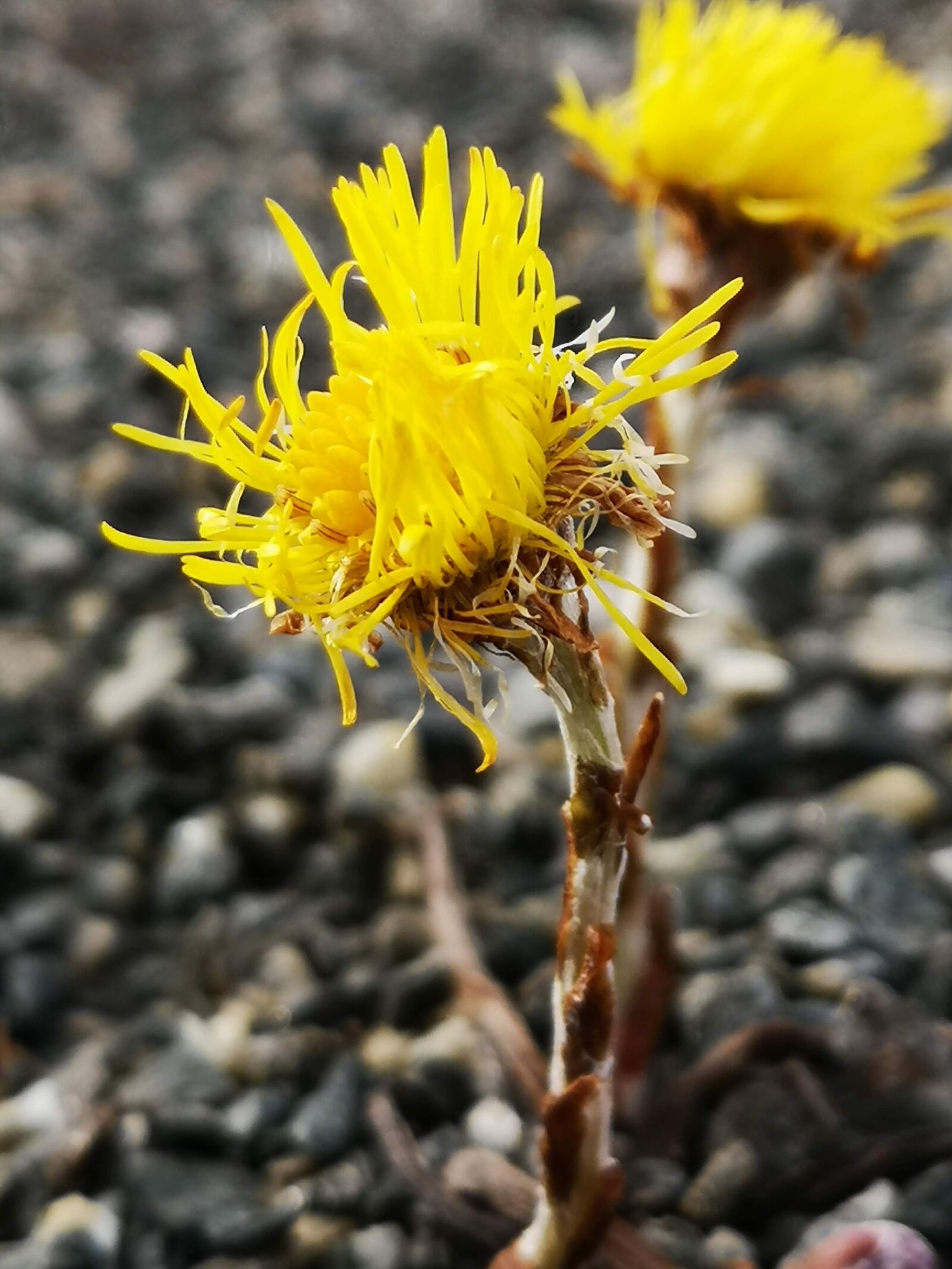 HUAWEI CLT-L29 sample photo. Easter, spring, flowers photography