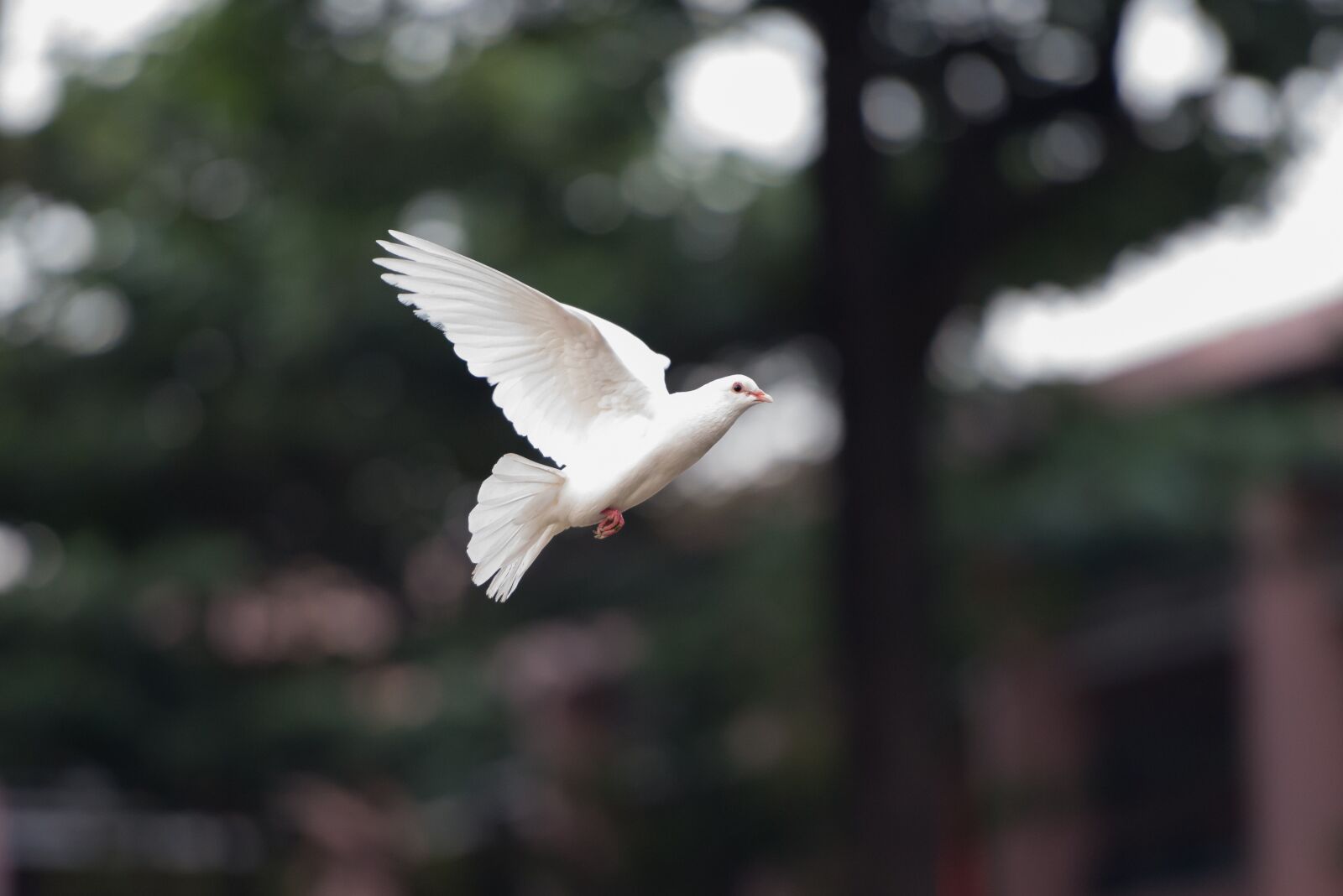 Nikon D610 sample photo. Bird, dove, fly photography