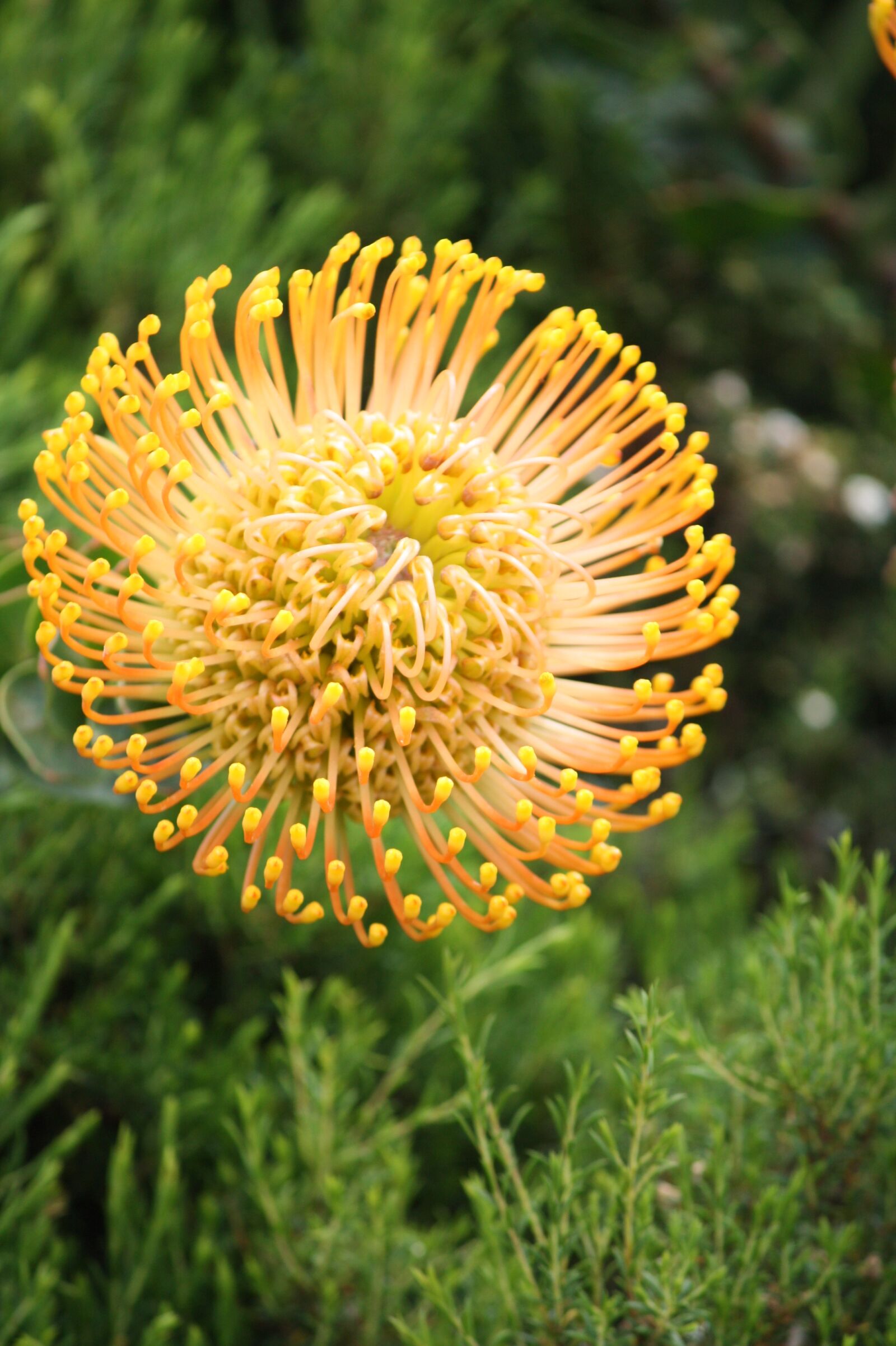 Canon EOS 450D (EOS Rebel XSi / EOS Kiss X2) sample photo. Fynbos, south africa, cape photography