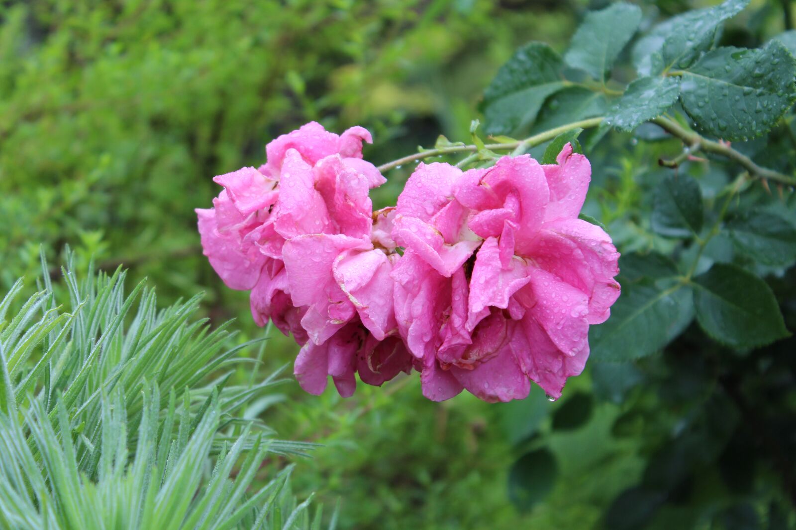 Canon EOS 650D (EOS Rebel T4i / EOS Kiss X6i) sample photo. Rose, outdoor, nature photography