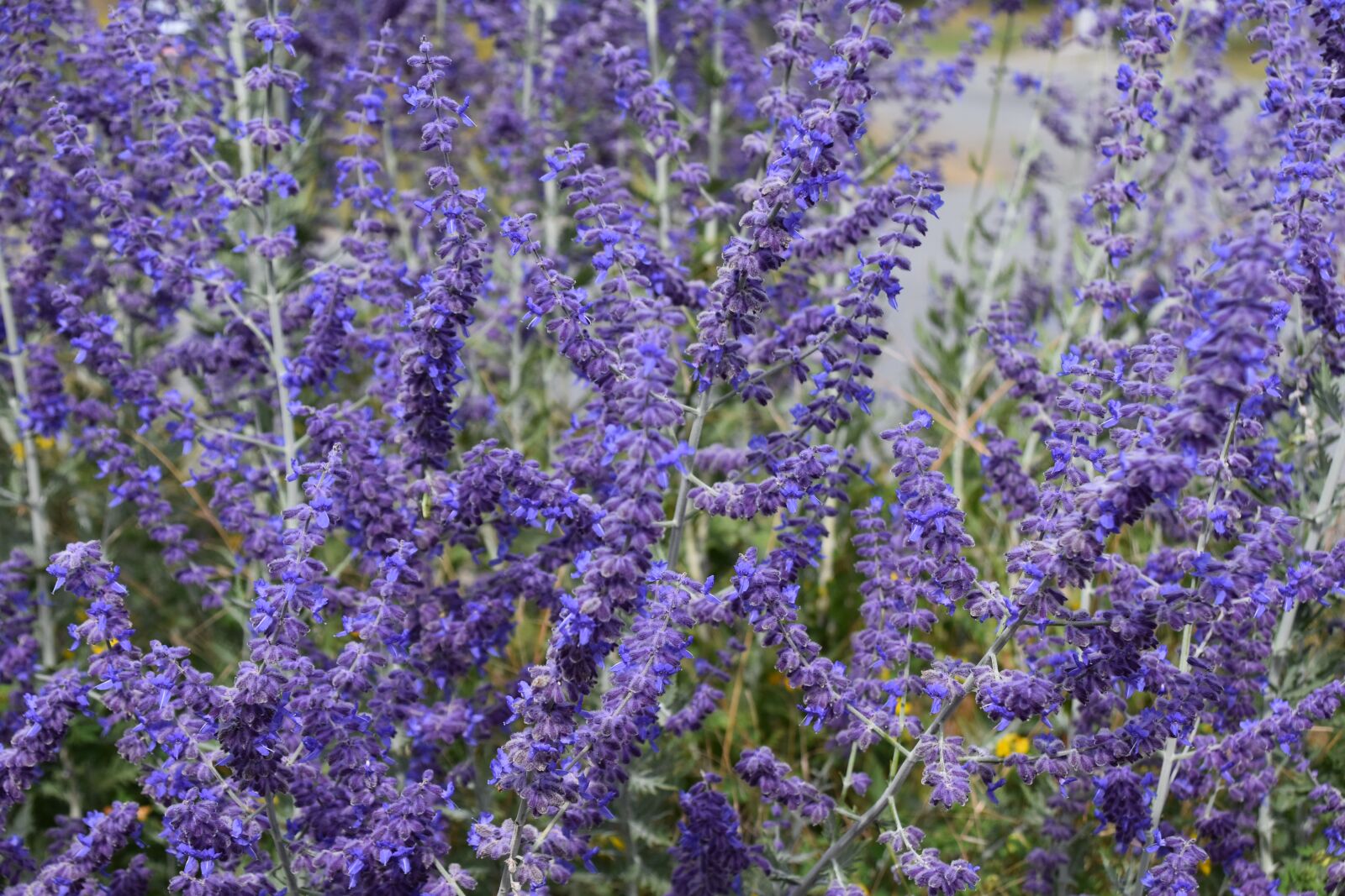 Nikon D5600 sample photo. Flower, plant, lavender photography