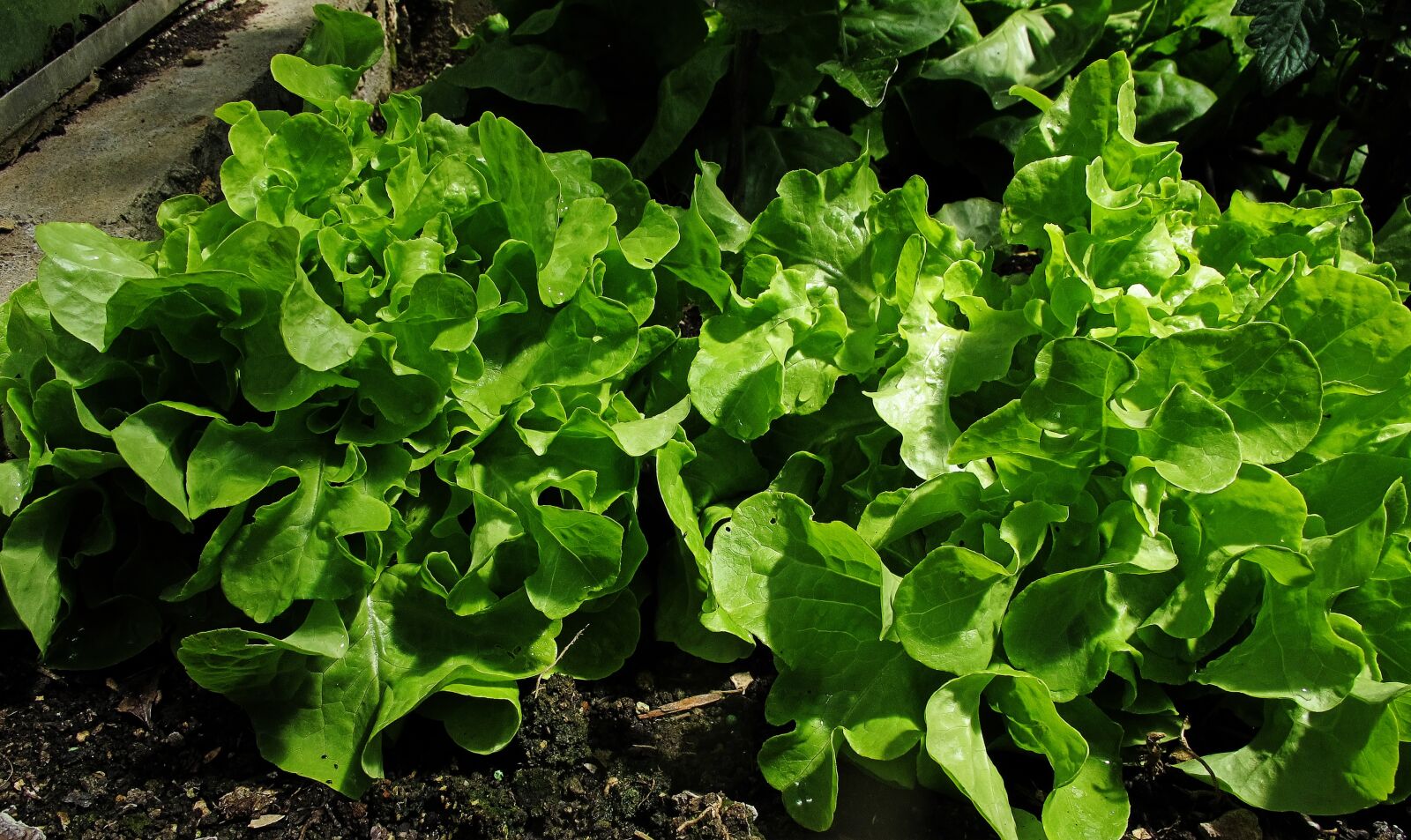 Canon PowerShot G12 sample photo. Greenhouse, salad, ready to photography