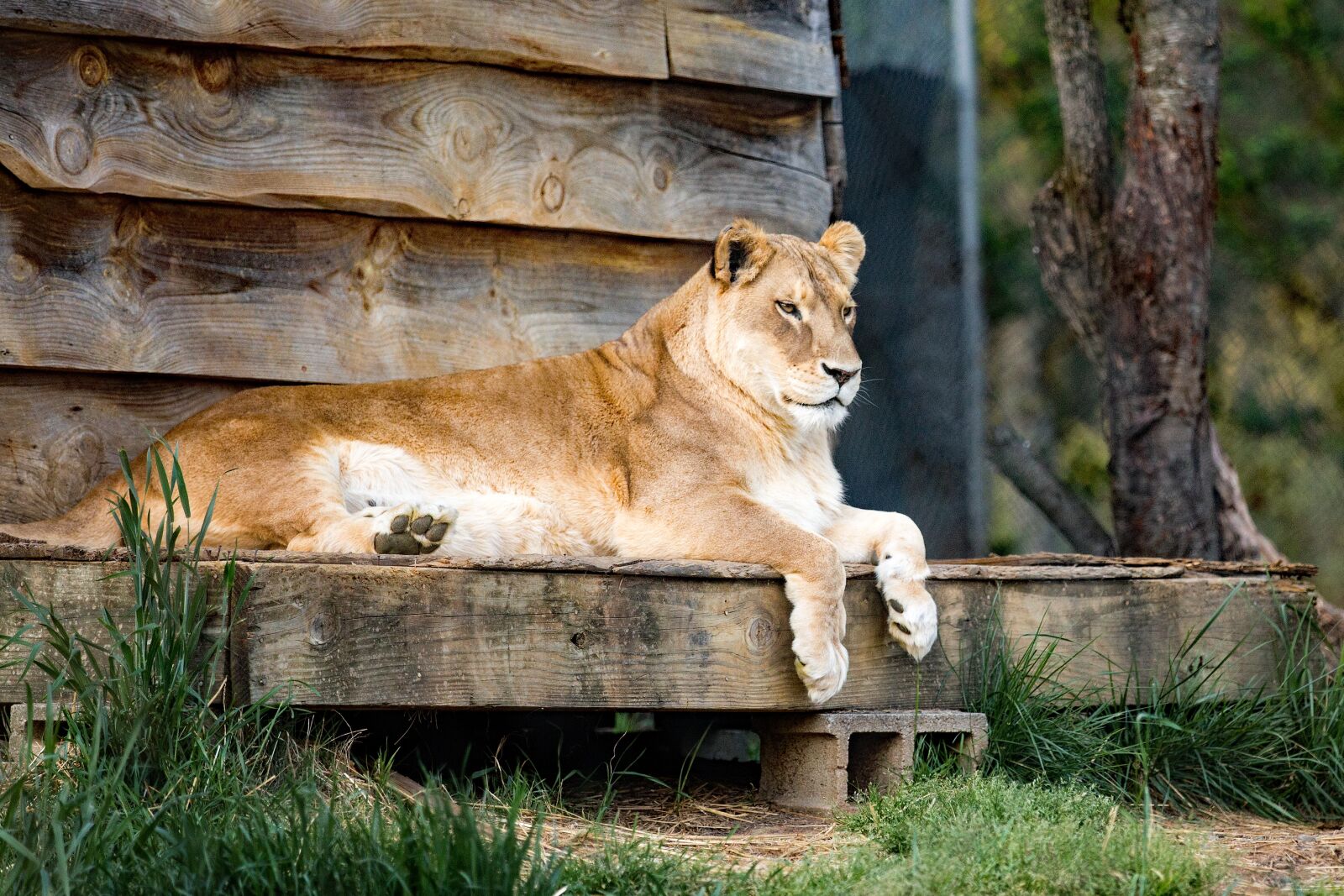 Canon EOS 6D sample photo. Lion, lioness, carolina tiger photography