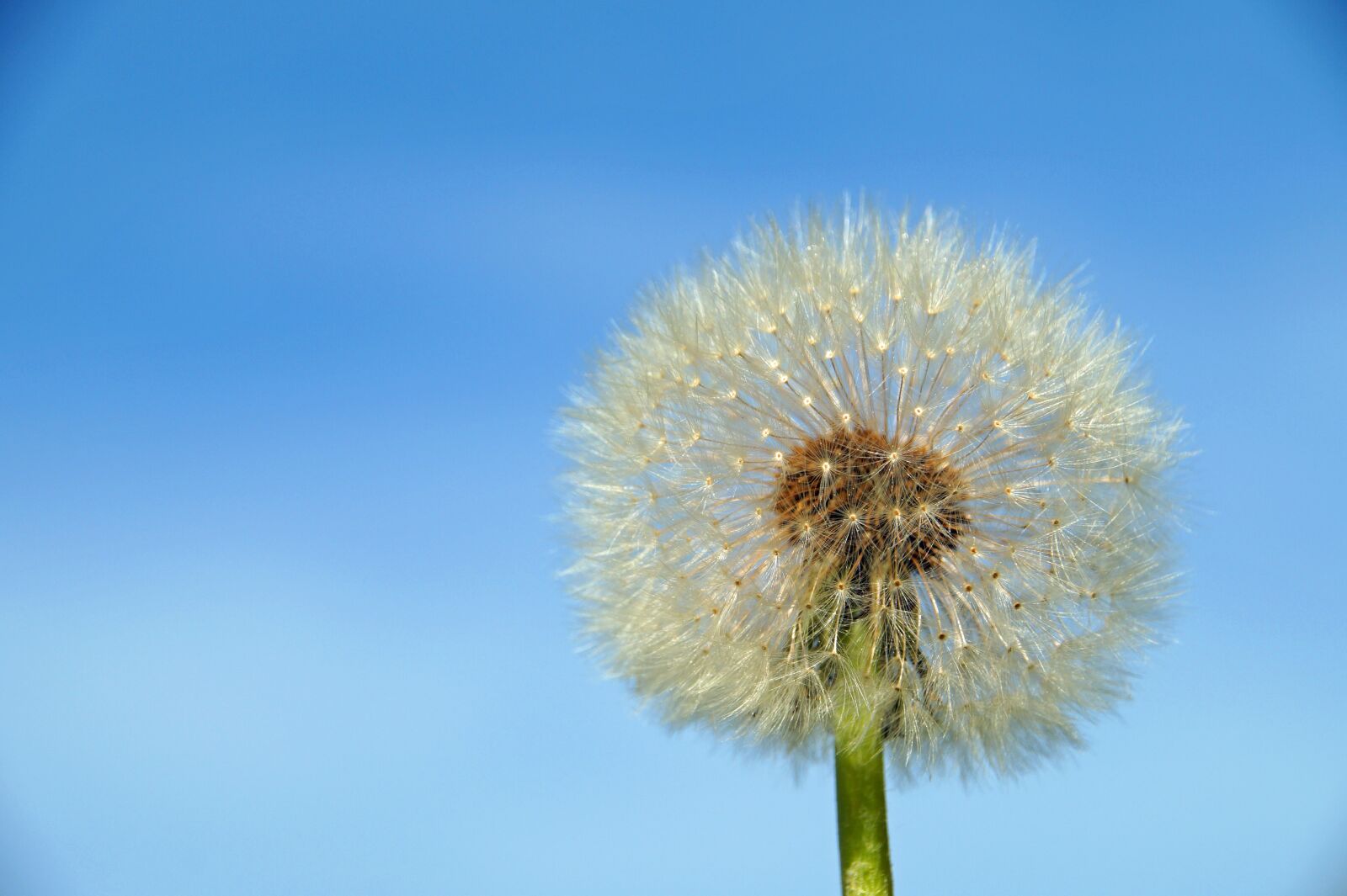 Sony SLT-A58 sample photo. Dandelion, dandelion flower, nature photography