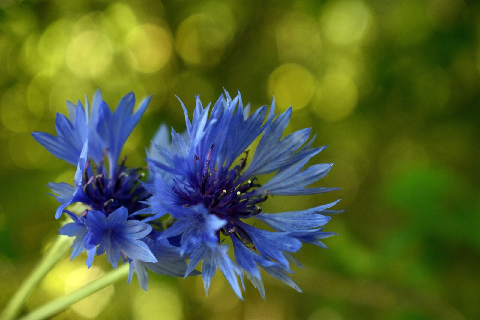Nikon D3400 sample photo. Flower, spring, nature photography