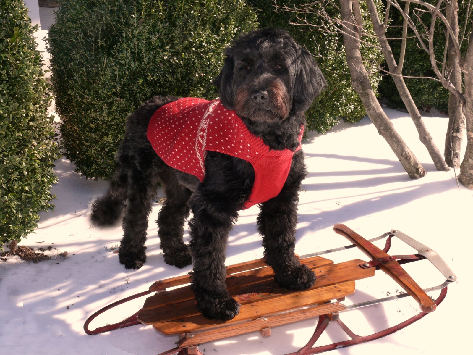 Leica V-LUX 1 sample photo. Dog, portuguese water dog photography