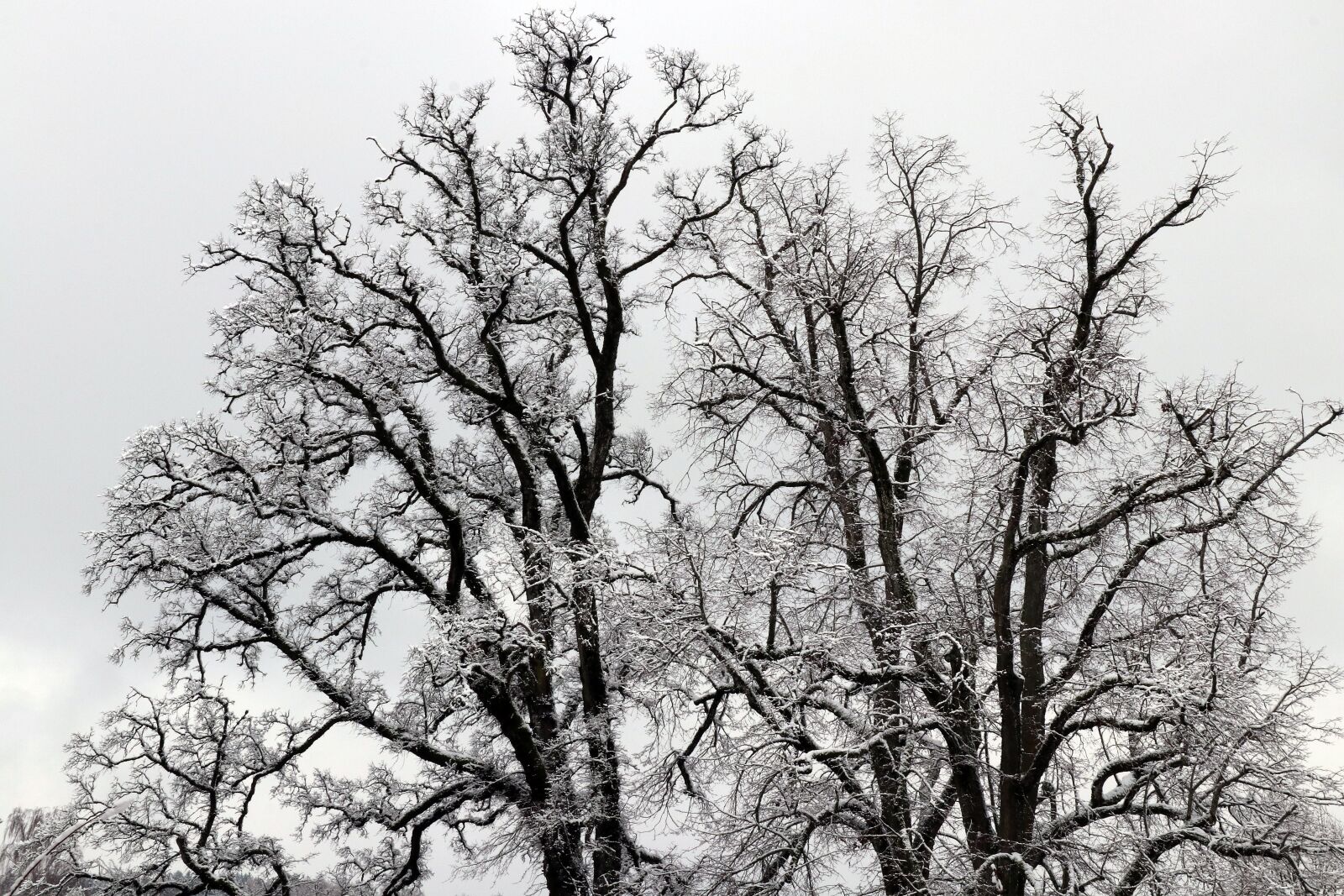 Canon EOS 80D + Canon EF-S 18-200mm F3.5-5.6 IS sample photo. Tree, winter, snow photography