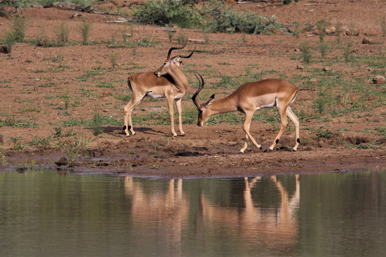 Canon EOS 60D sample photo. Impala, rams, waterhole photography