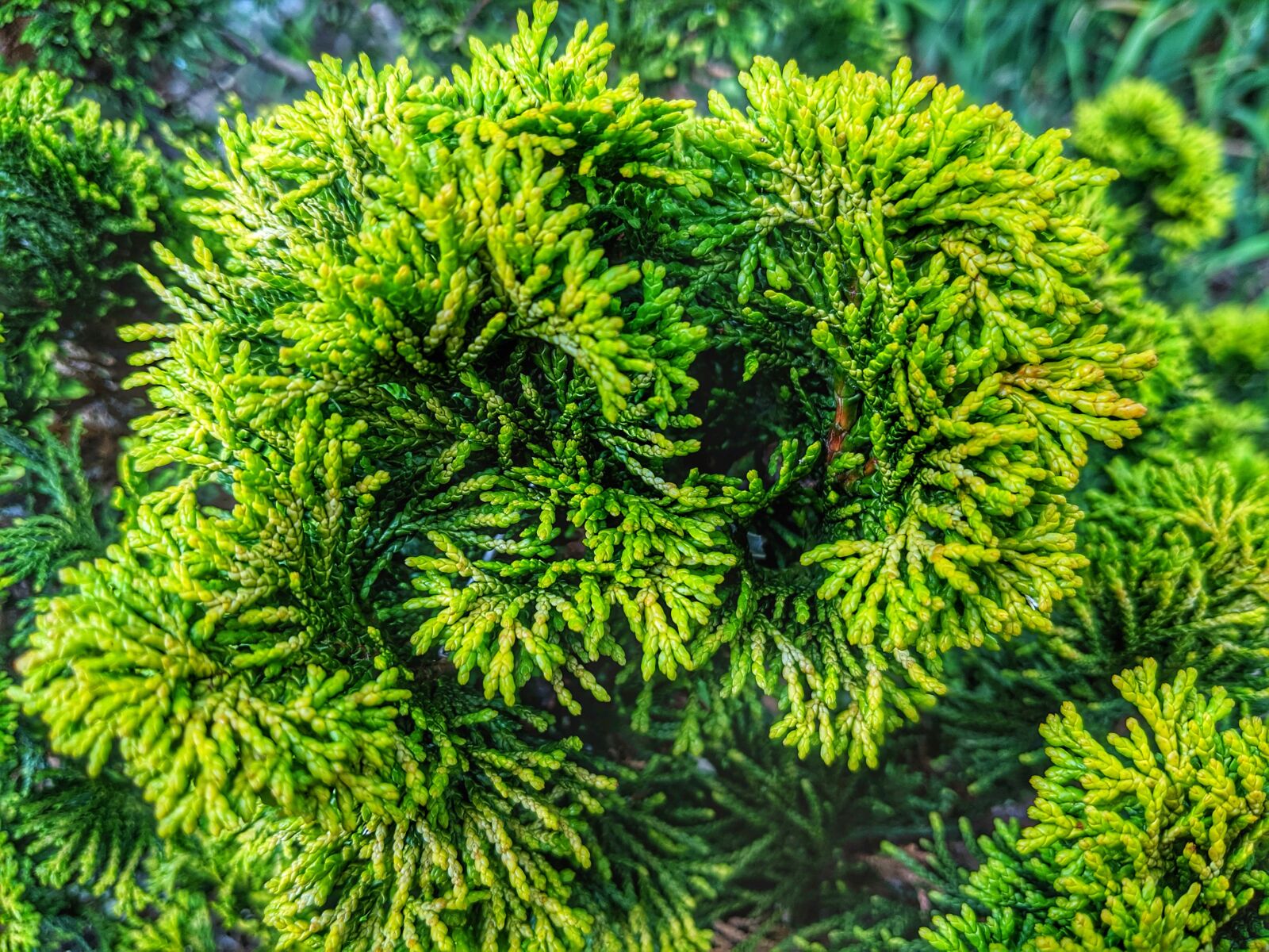Google Pixel 2 sample photo. Plant, bush, shrub photography