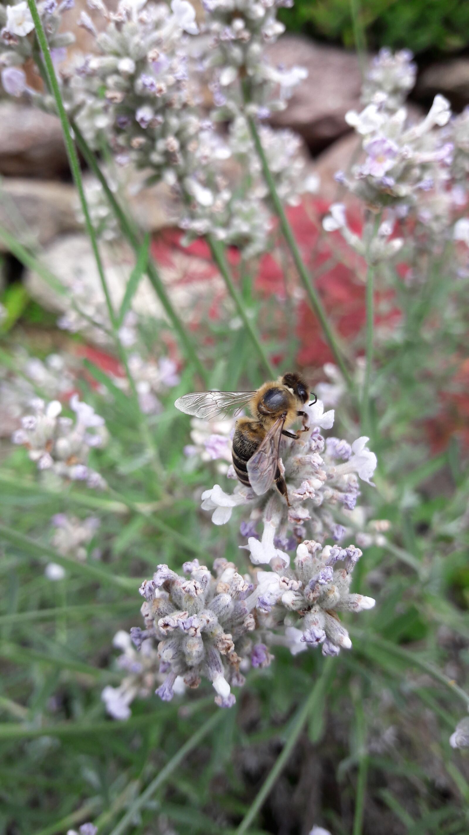 Samsung Galaxy A5(2016) sample photo. Honey bee, bee, insect photography