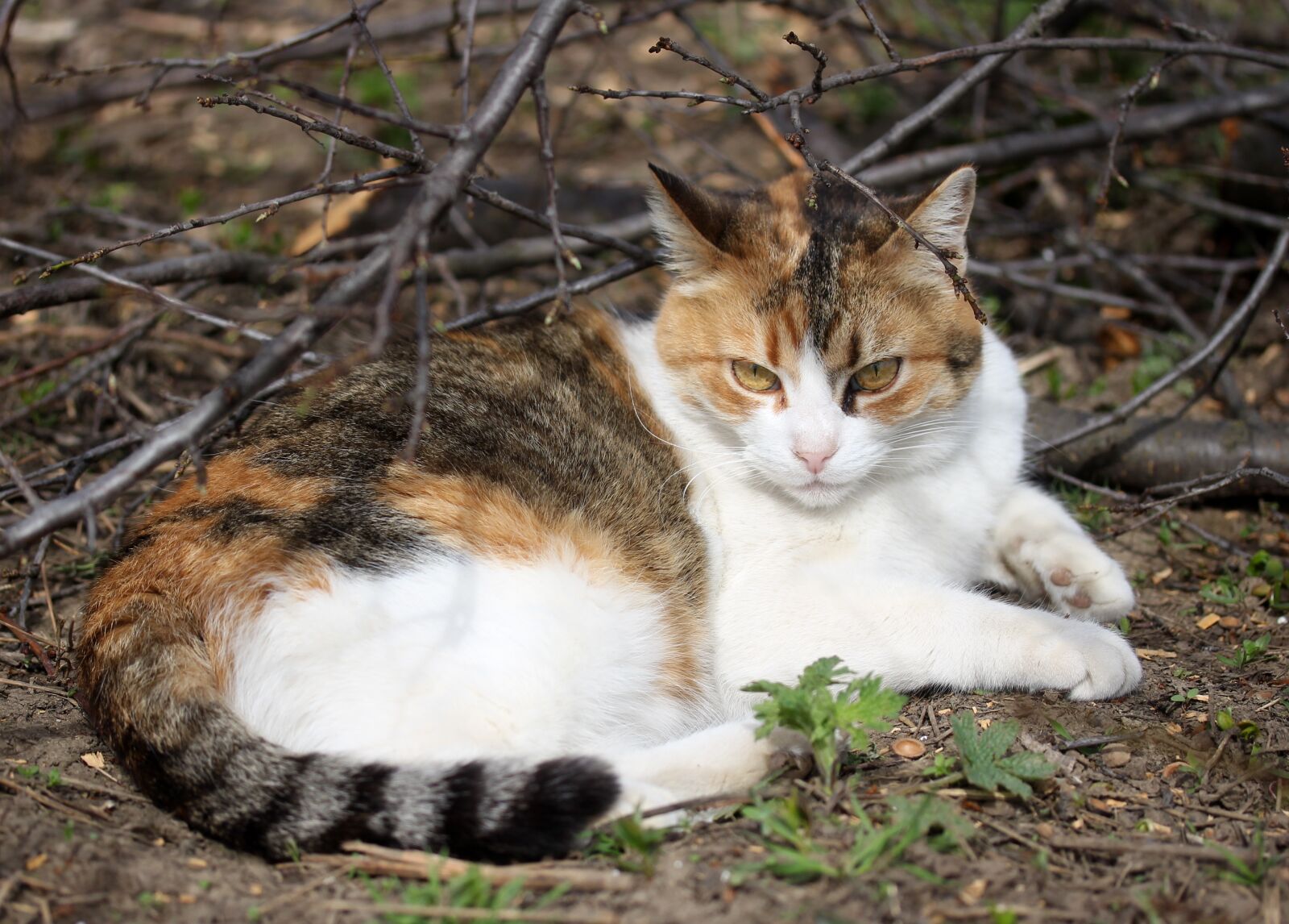 Canon EF-S 60mm F2.8 Macro USM sample photo. Cat, rest, sun photography