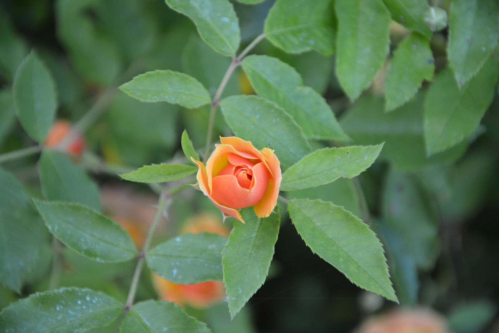 Nikon D5200 sample photo. Pink, open, petals photography