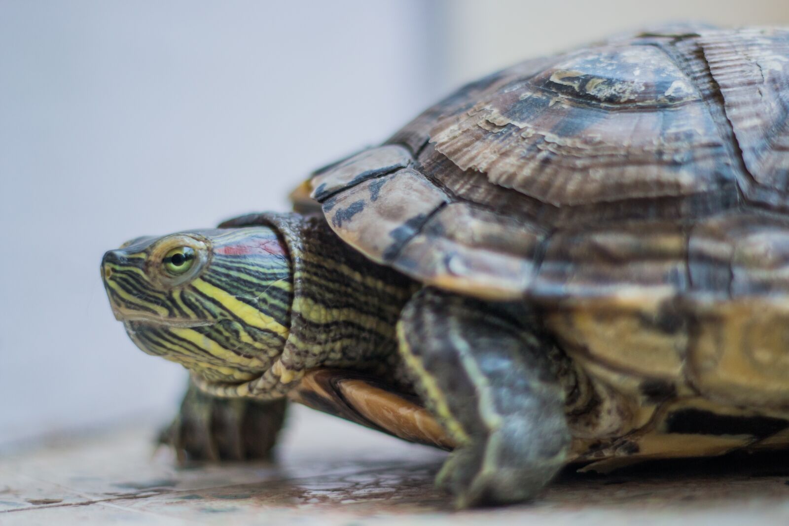 Canon EOS 70D + Canon EF 50mm F1.8 II sample photo. Turtle, amphibian, red eared photography