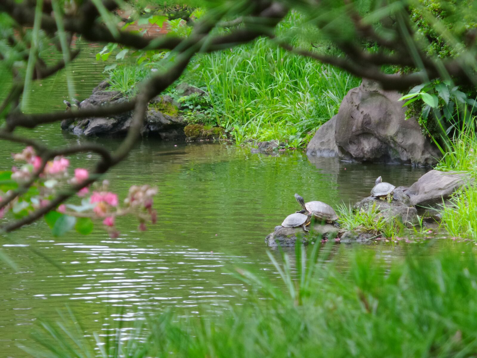Samsung Galaxy K Zoom sample photo. Japan, turtle, pond photography