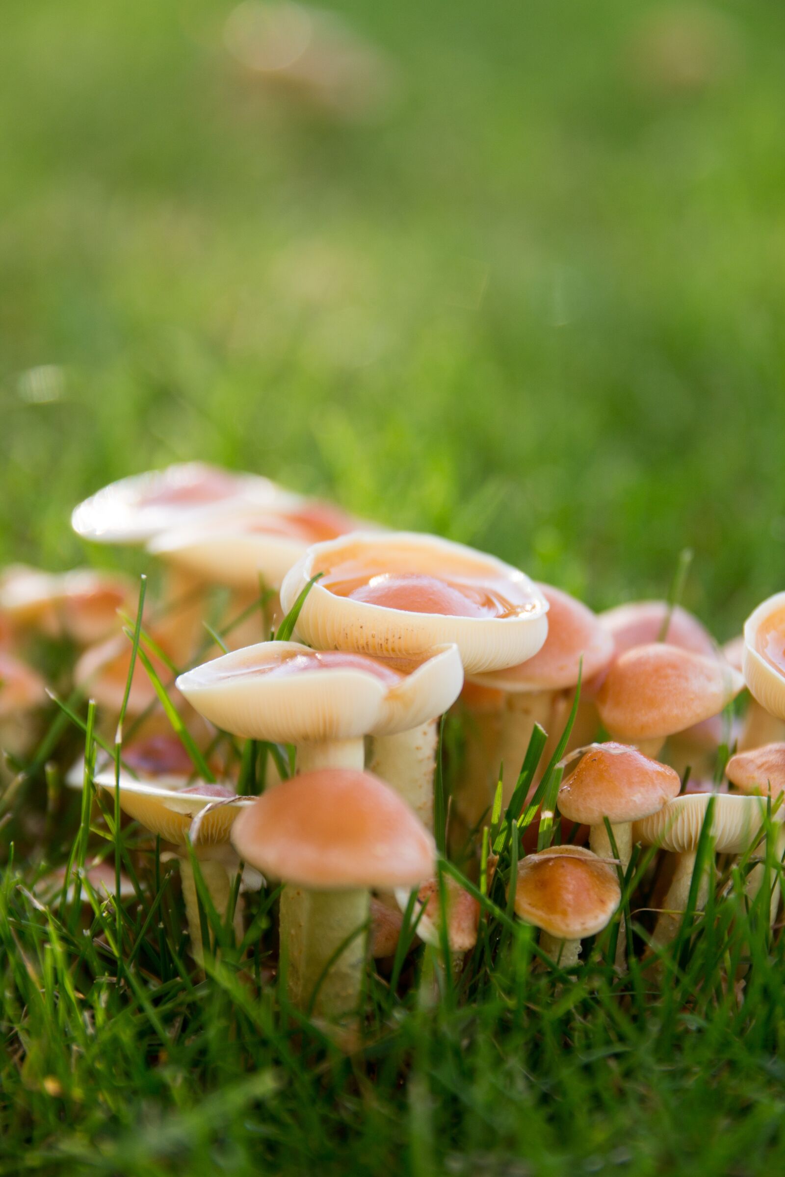 Canon EOS 650D (EOS Rebel T4i / EOS Kiss X6i) sample photo. Mushrooms, meadow, autumn photography