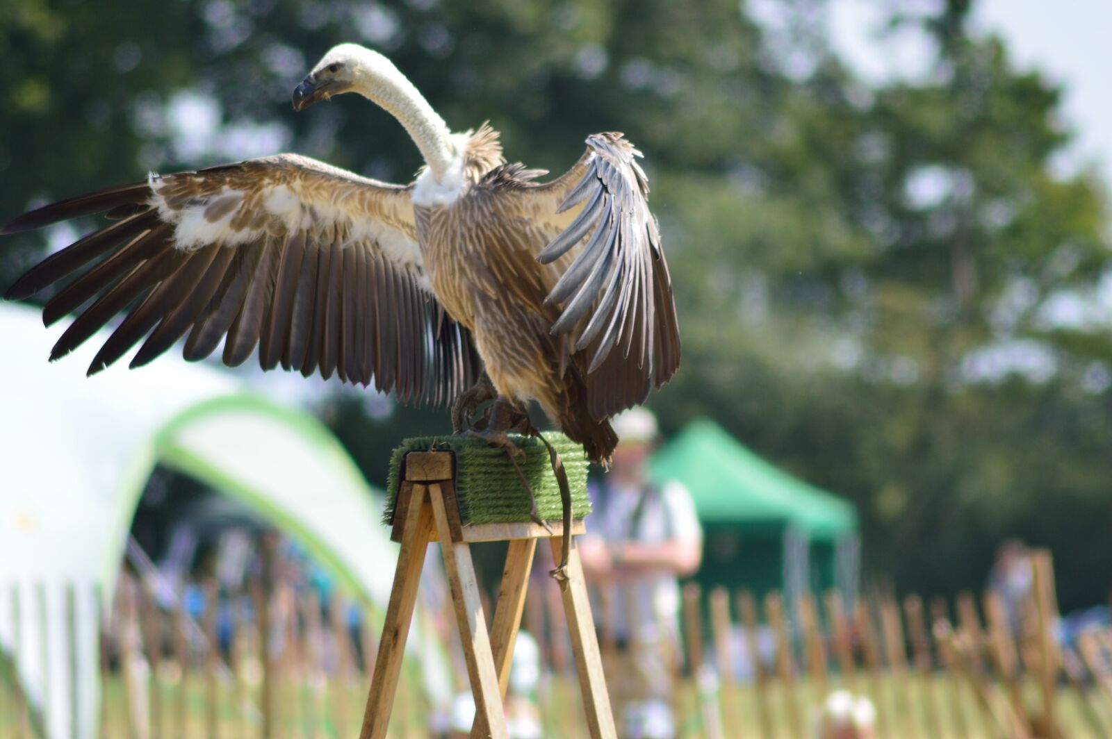 Nikon D3200 sample photo. Vulture, bird, wings photography