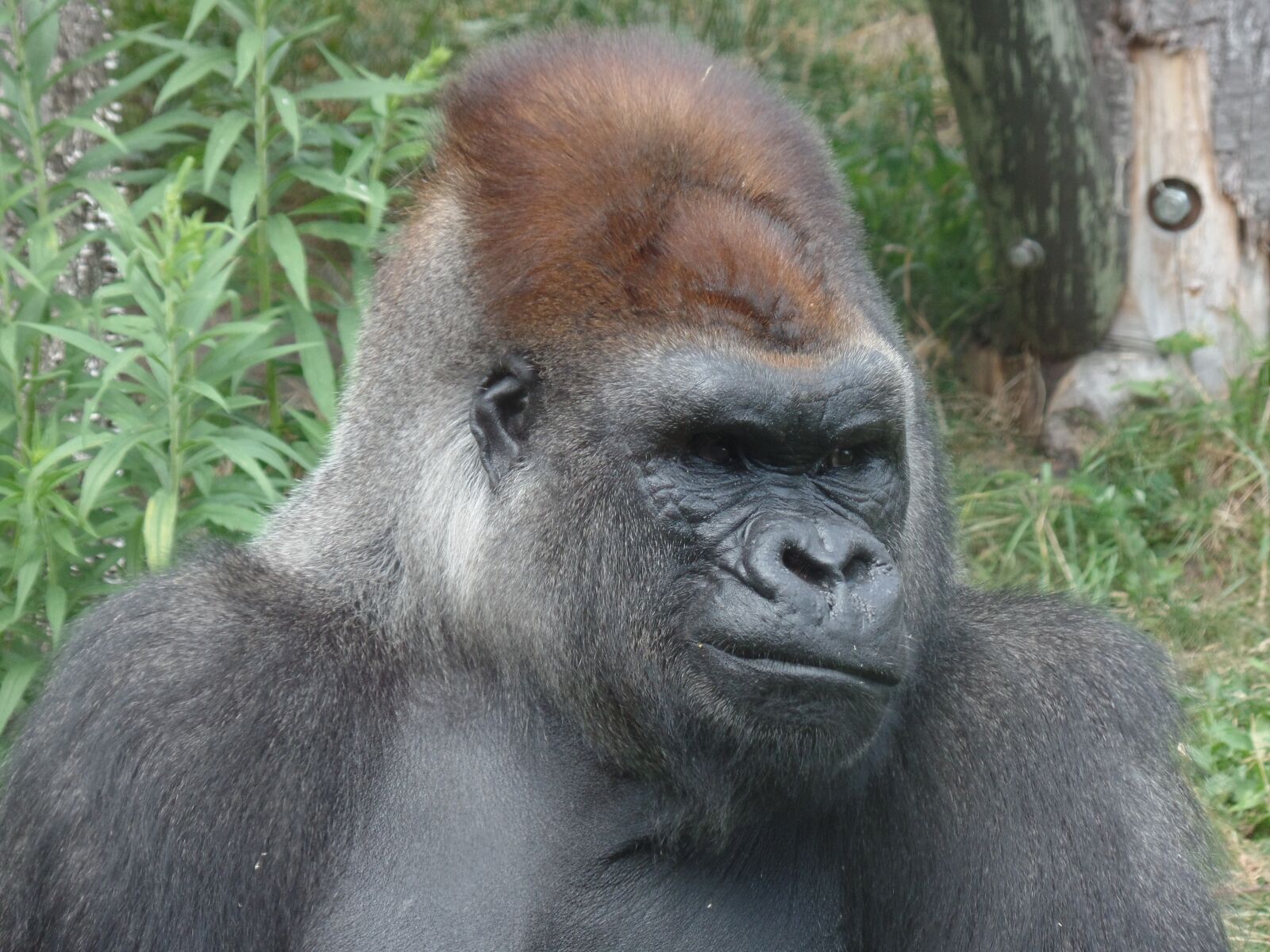 Samsung WB350F/WB351F/WB352F sample photo. Gorilla, nature, zoo photography