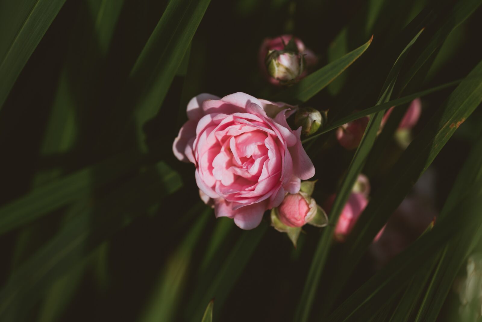Nikon D750 sample photo. Rose, pink, flower photography