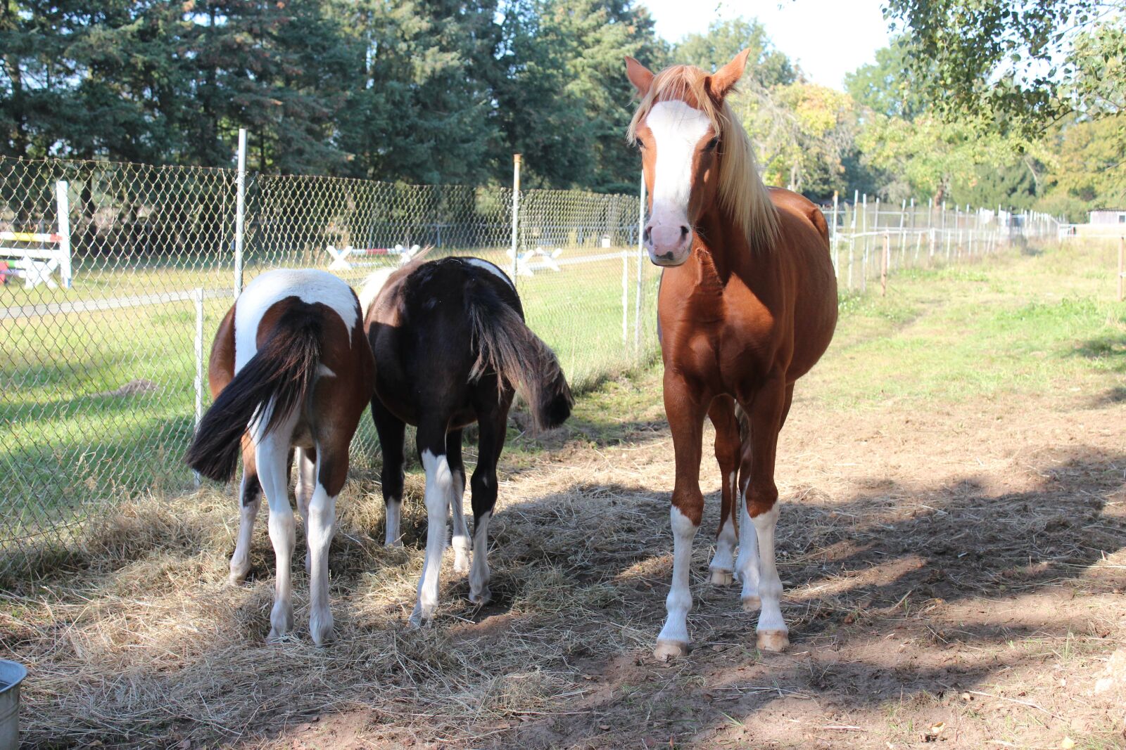 Canon EOS 600D (Rebel EOS T3i / EOS Kiss X5) sample photo. Horse, german reitponny, pony photography
