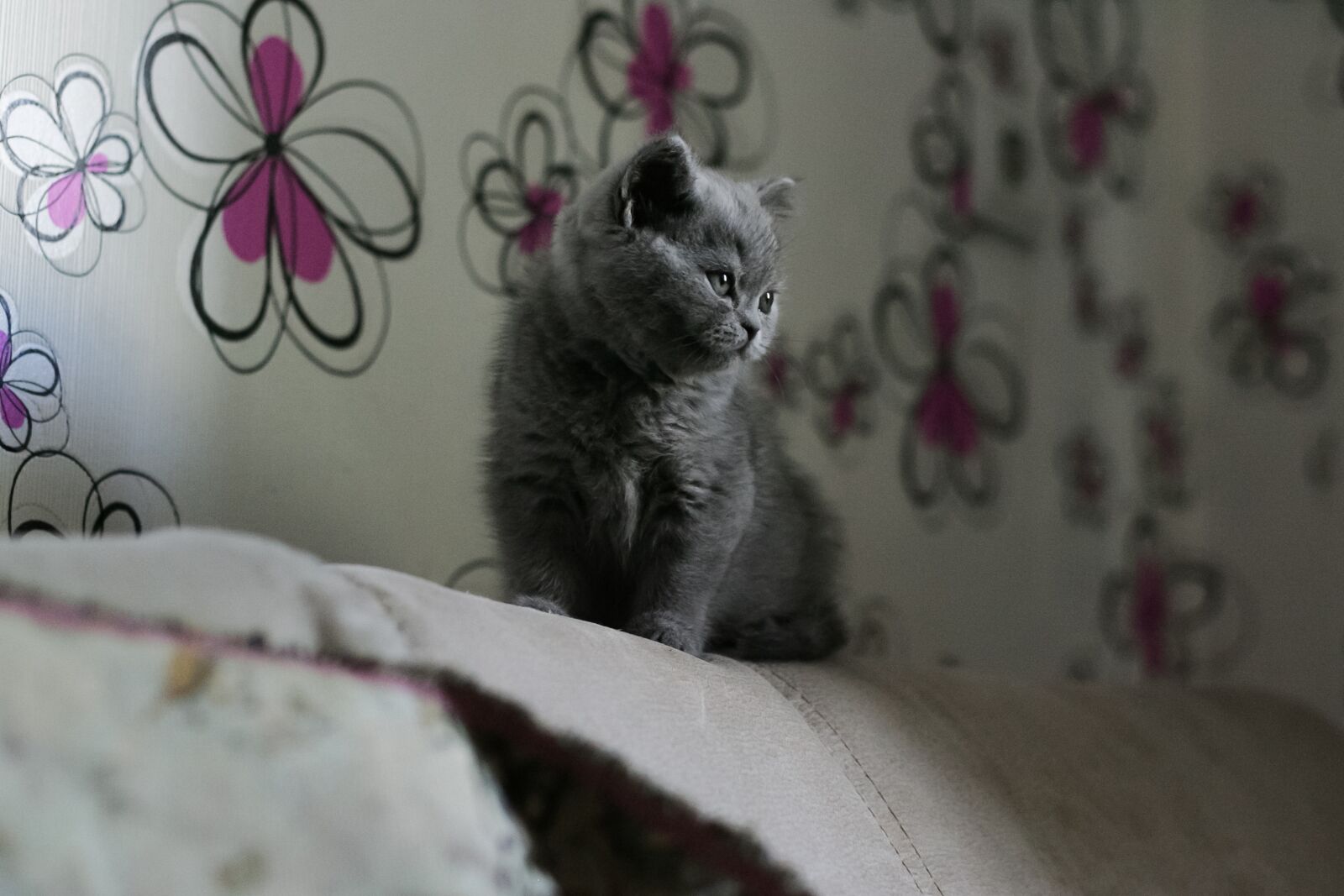 Canon EOS-1D Mark II sample photo. Background, cute, animals photography