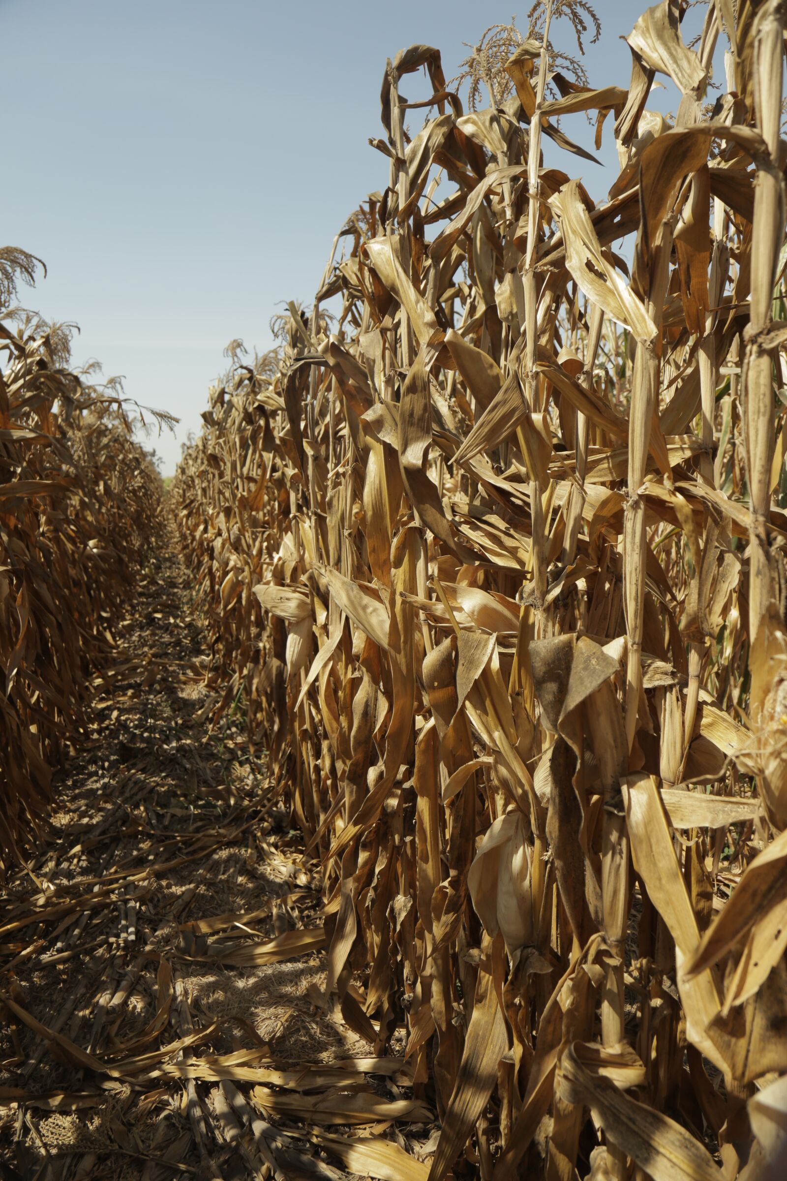 Canon EF 24-105mm F4L IS USM sample photo. Corn, harvest, agriculture photography