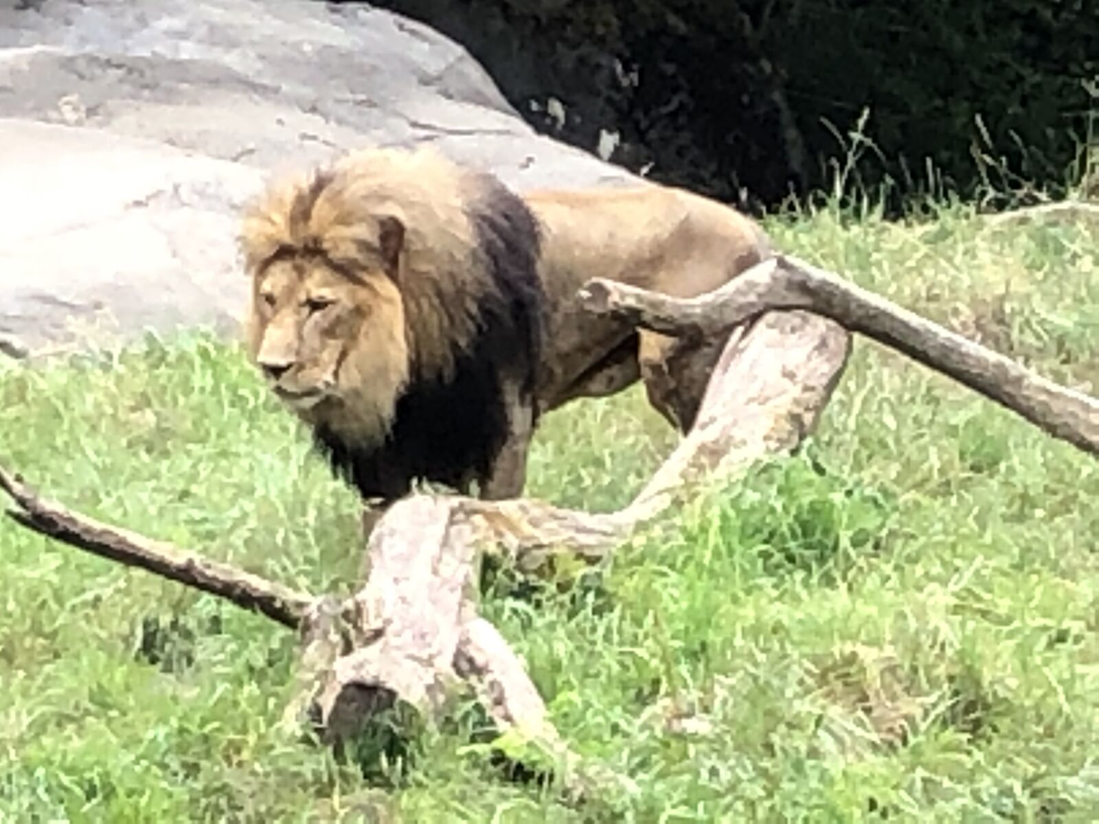 Apple iPhone X sample photo. Wildlife, lion, predator photography