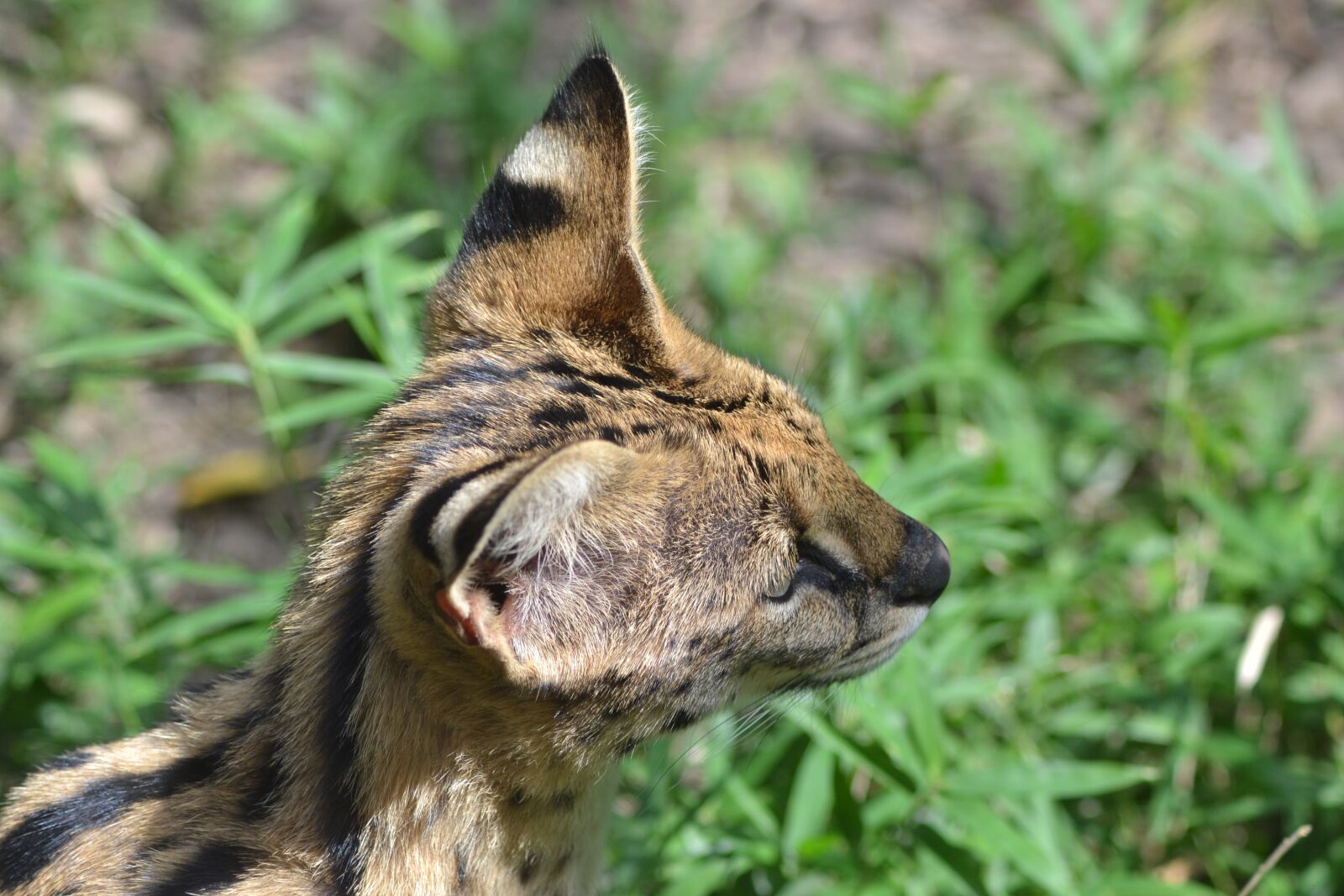 Nikon D3100 sample photo. Small cat, zoo, head photography