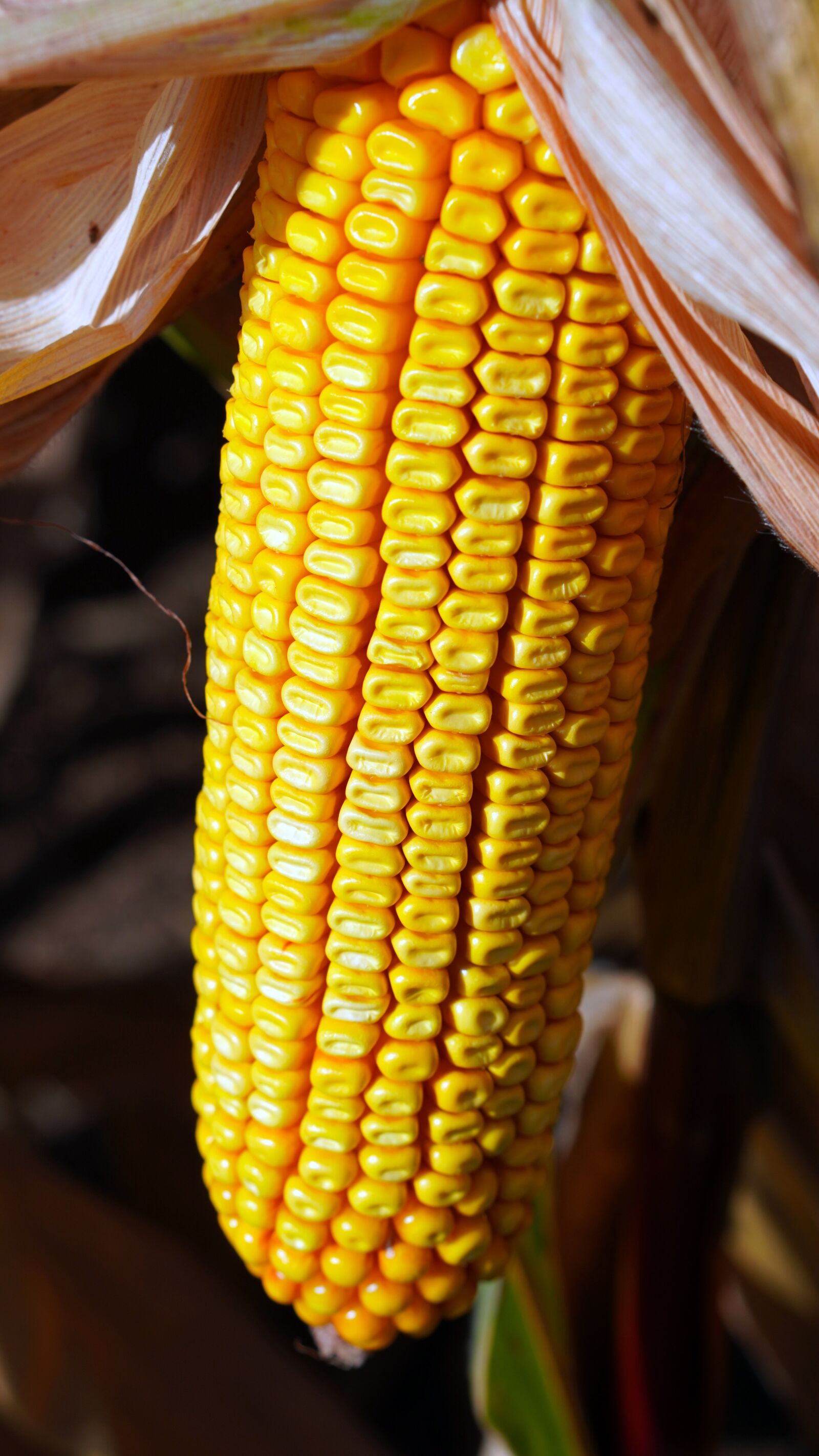 E 50mm F1.8 OSS sample photo. "Corn, corncob, food" photography