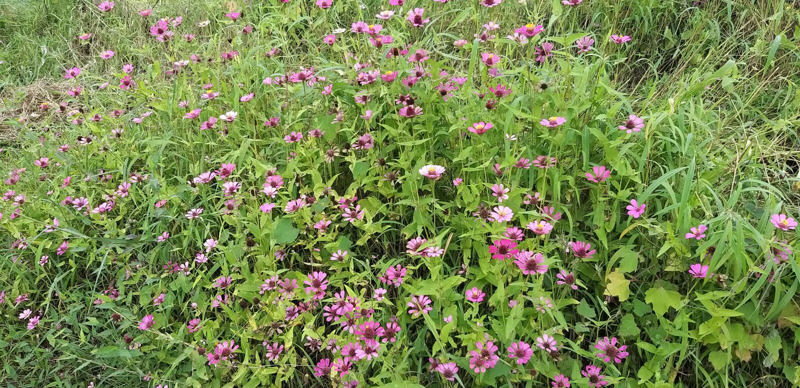 Samsung Galaxy A9 (2018) sample photo. Flower, wild flowers, indian photography